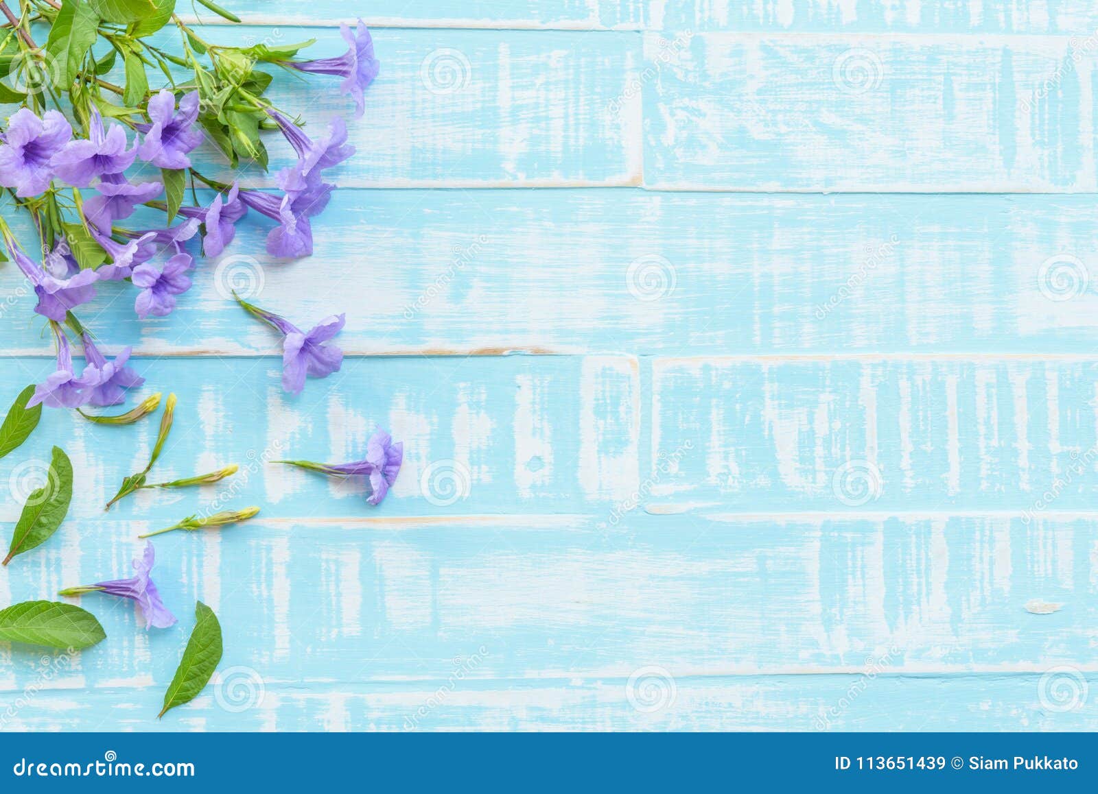 Flores En Un Fondo De Madera Azul Brillante En Colores Pastel Imagen de archivo - Imagen de selectivo, frontera: 113651439 Flores En Un Fondo De Madera Azul Brillante En Colores Pastel Imagen de archivo - Imagen de selectivo, frontera: 113651439