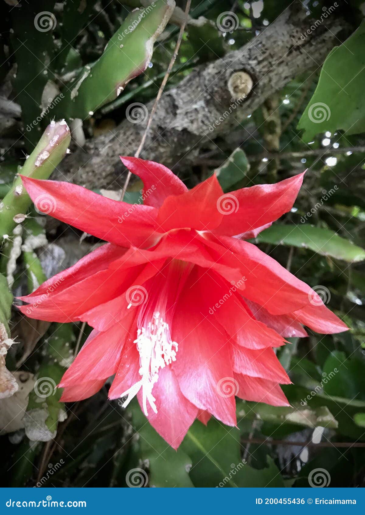 Flores Escarlatas De Cactus Orquídea Roja Imagen Vertical Foto de archivo -  Imagen de sabido, bosque: 200455436