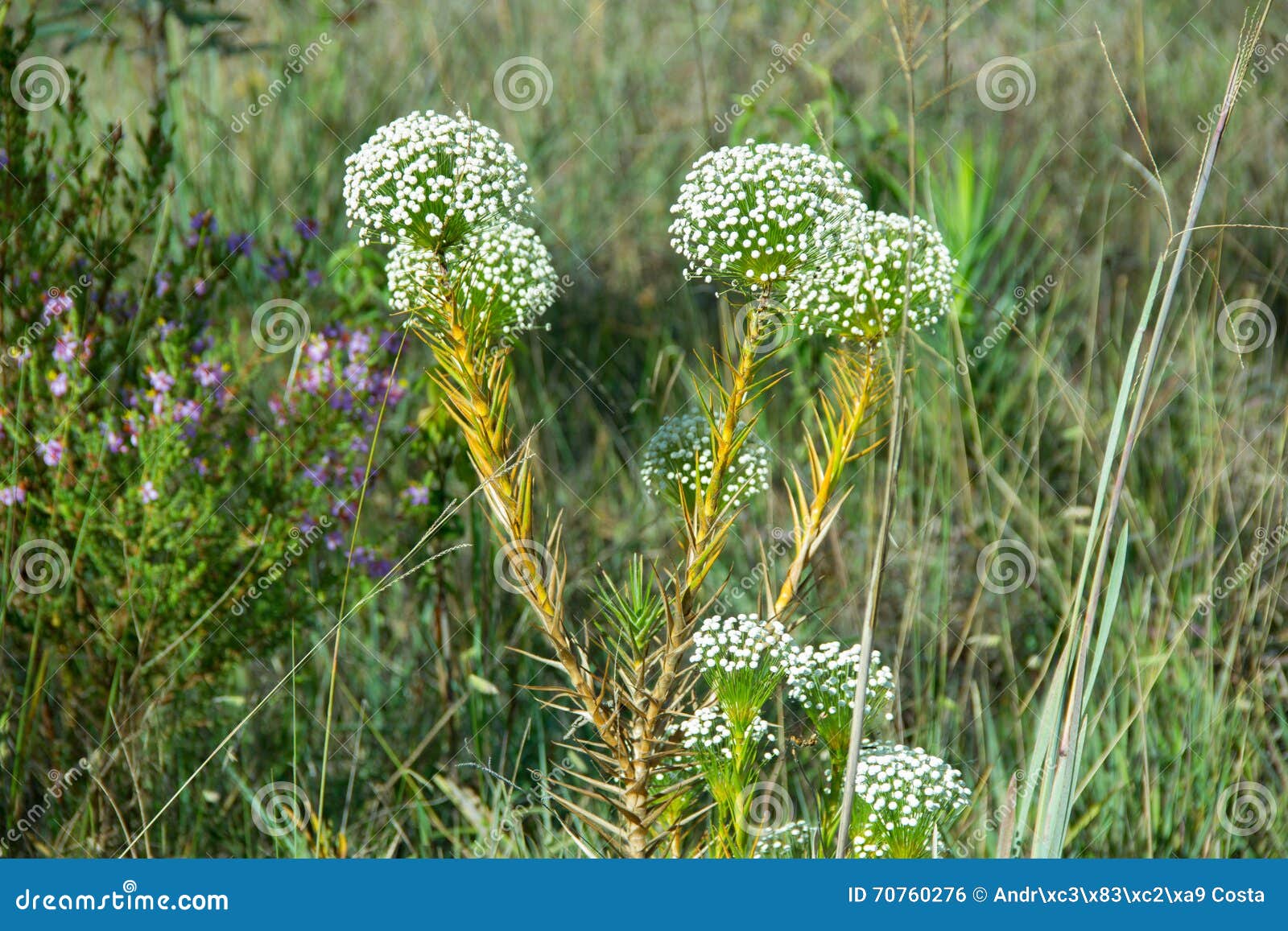 Flores eternas Sempre Viva foto de stock. Imagem de turismo - 70760276