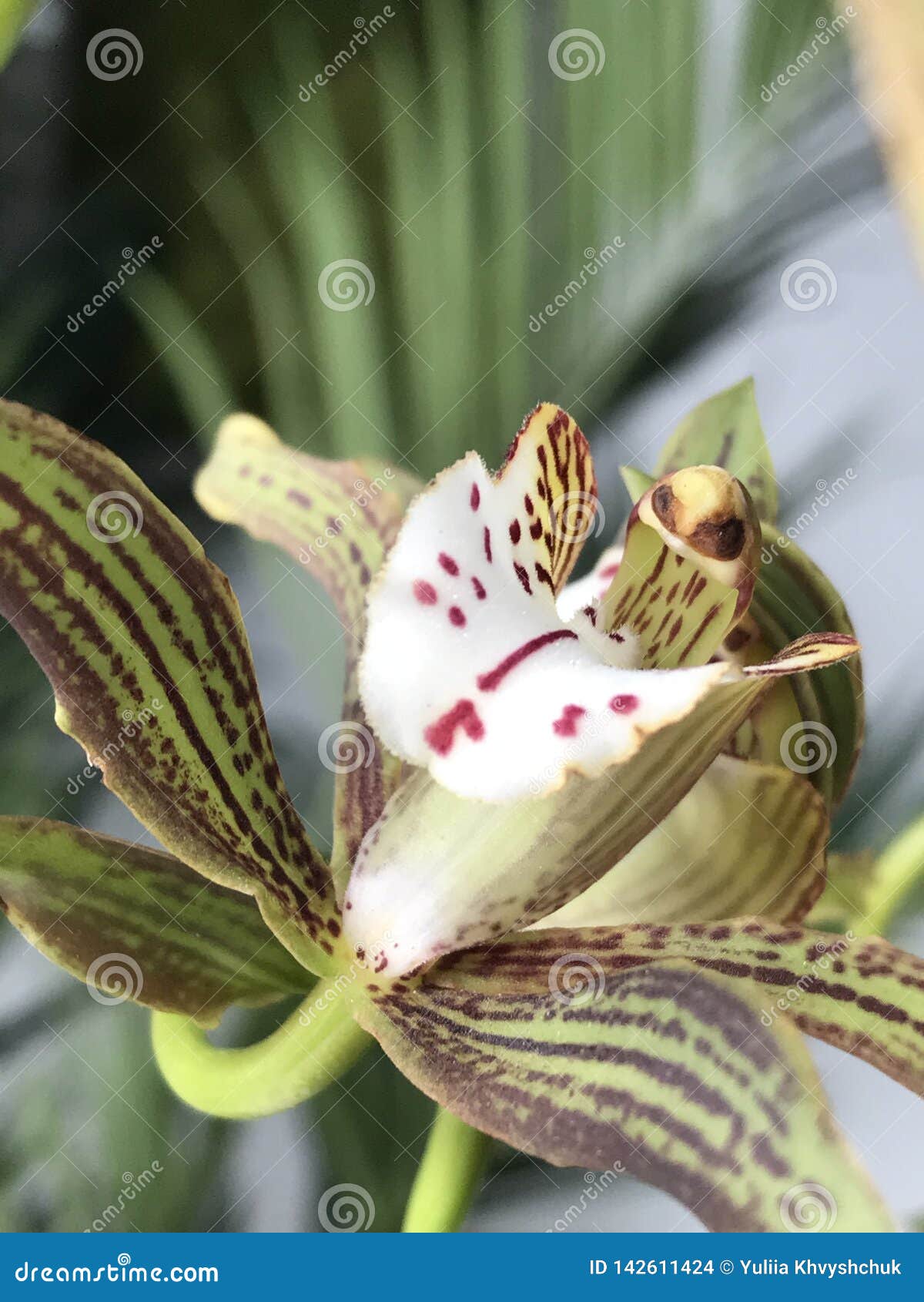 Flores Exóticas Blancas Verdes Hermosas De La Orquídea Foto de archivo - Imagen de charca, viejo: 142611424 Flores Exóticas Blancas Verdes Hermosas De La Orquídea Foto de archivo - Imagen de charca, viejo: 142611424
