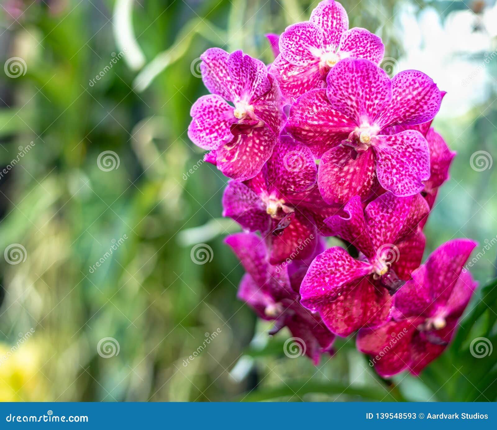 Flores Exóticas Coloridas Hermosas De La Orquídea Imagen de archivo - Imagen de latino, verde: 139548593 Flores Exóticas Coloridas Hermosas De La Orquídea Imagen de archivo - Imagen de latino, verde: 139548593