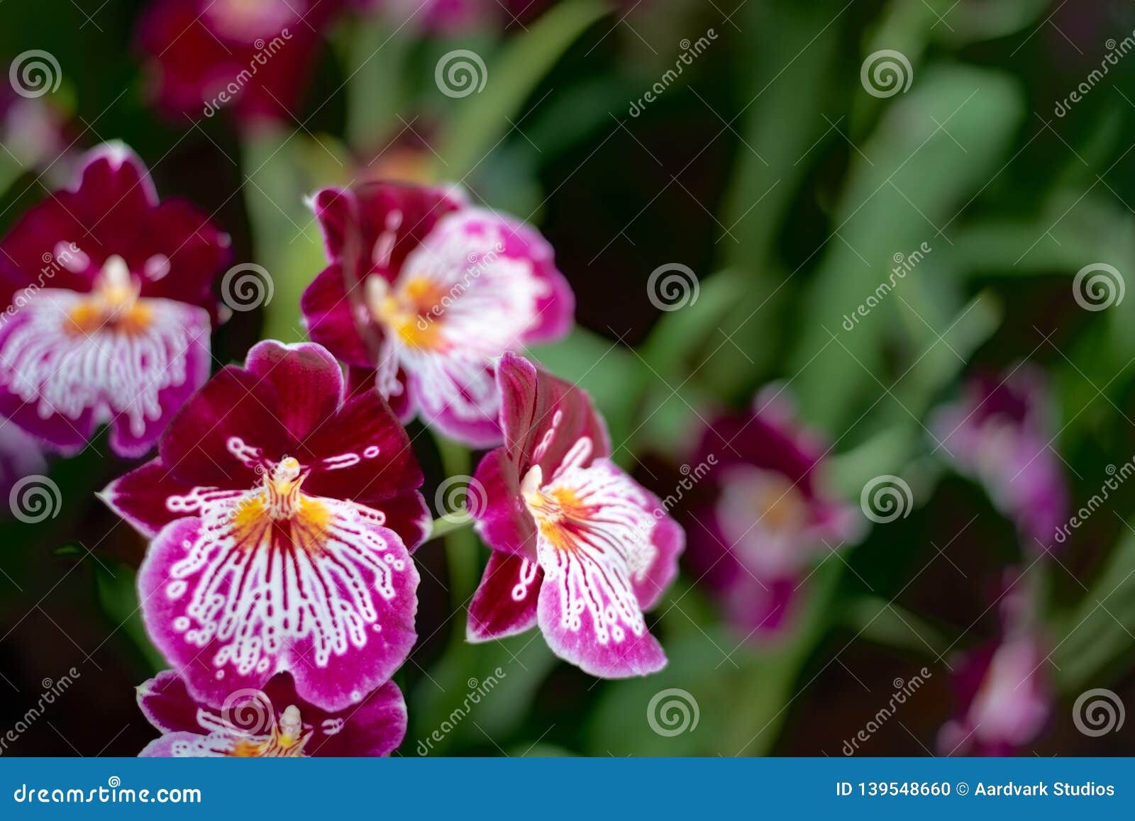 Flores Exóticas Coloridas Hermosas De La Orquídea Foto de archivo - Imagen  de hermoso, colombia: 139548660