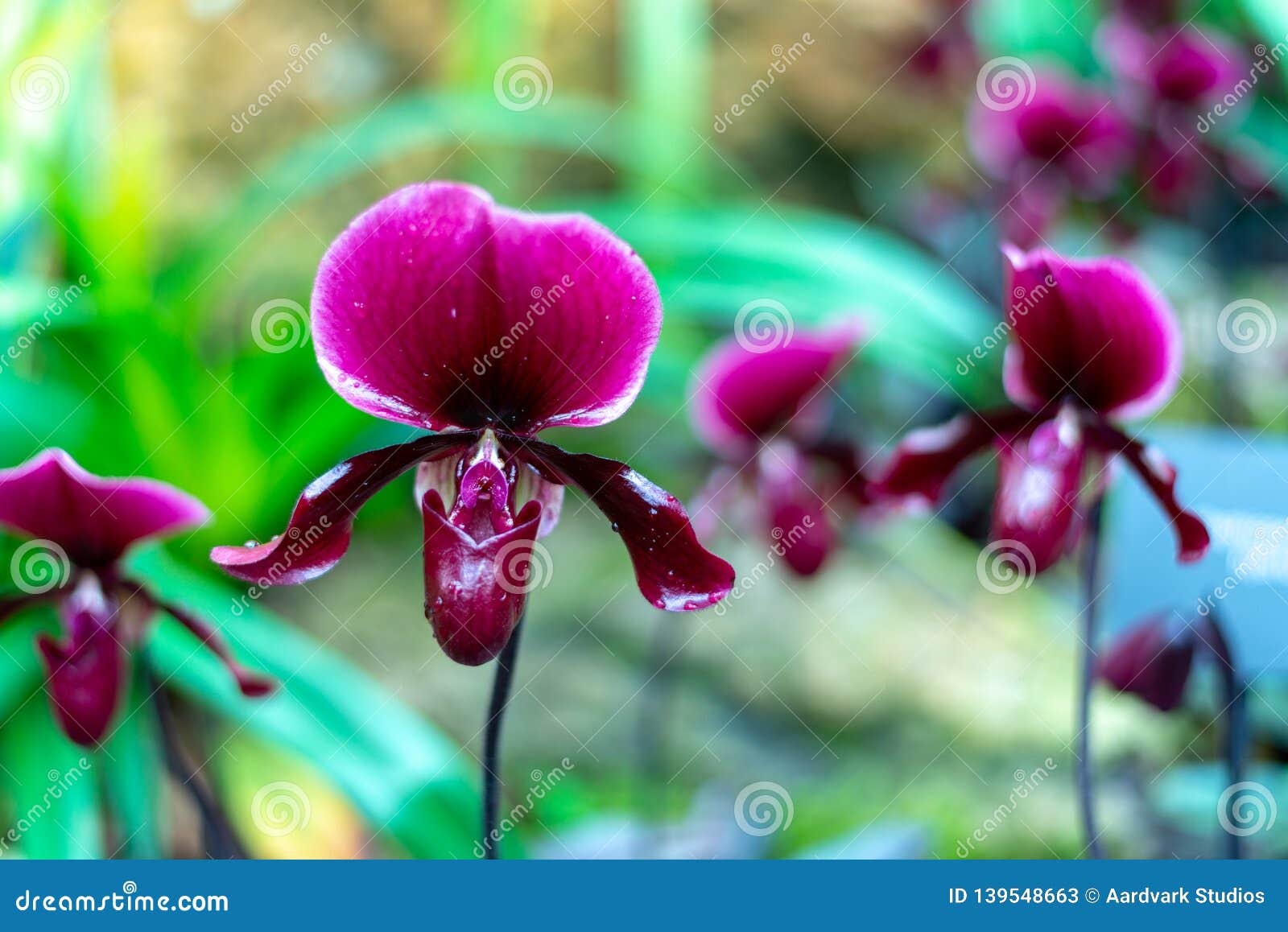 Flores Exóticas Coloridas Hermosas De La Orquídea Imagen de archivo - Imagen de flores, suave: 139548663 Flores Exóticas Coloridas Hermosas De La Orquídea Imagen de archivo - Imagen de flores, suave: 139548663