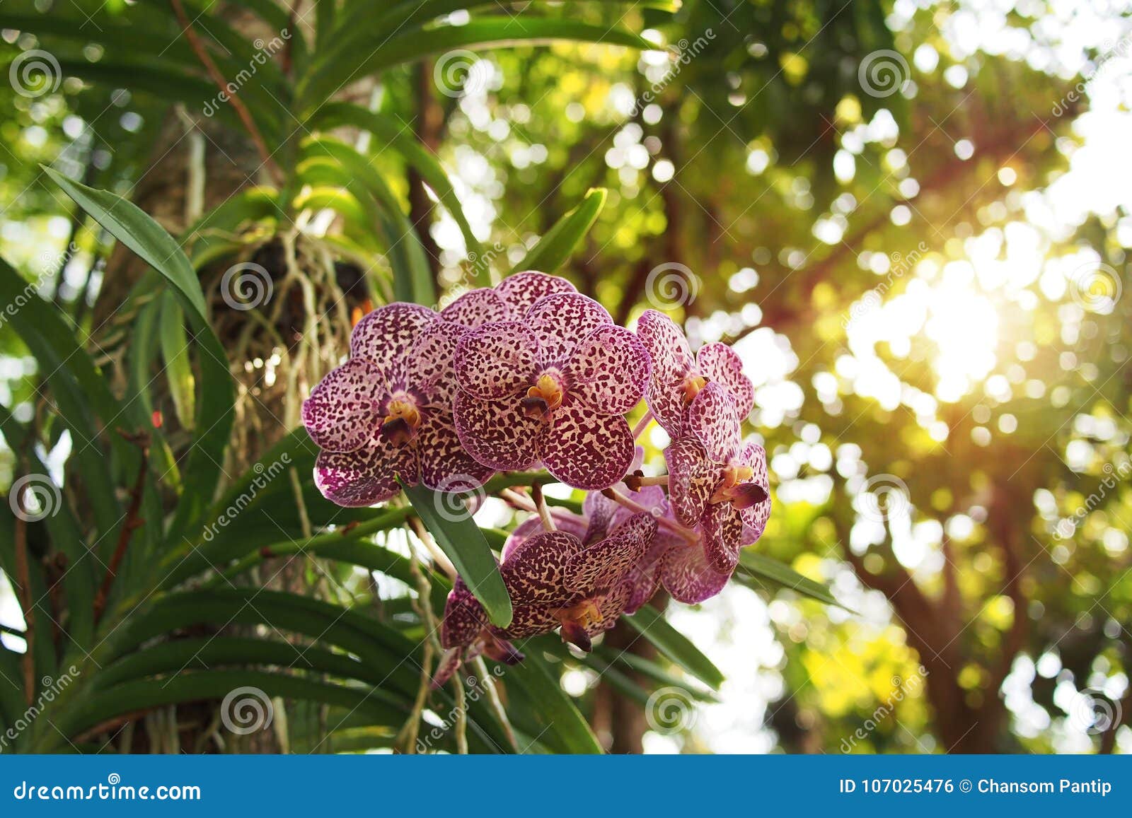 Flores Exóticas De La Orquídea De Vanda Con Los Puntos Violetas Que Viven  En Tru Del árbol Foto de archivo - Imagen de verde, enmascarado: 107025476