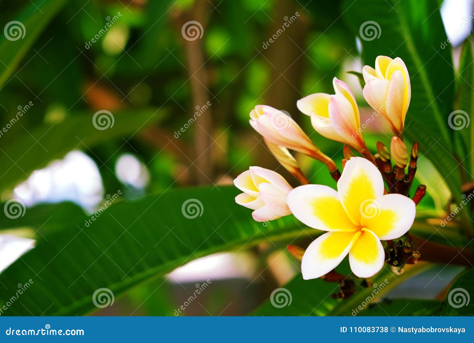 Featured image of post Imagens De Flores Exoticas E Raras Este tipo de flores atraen a los animales y hace posible la polinizaci n