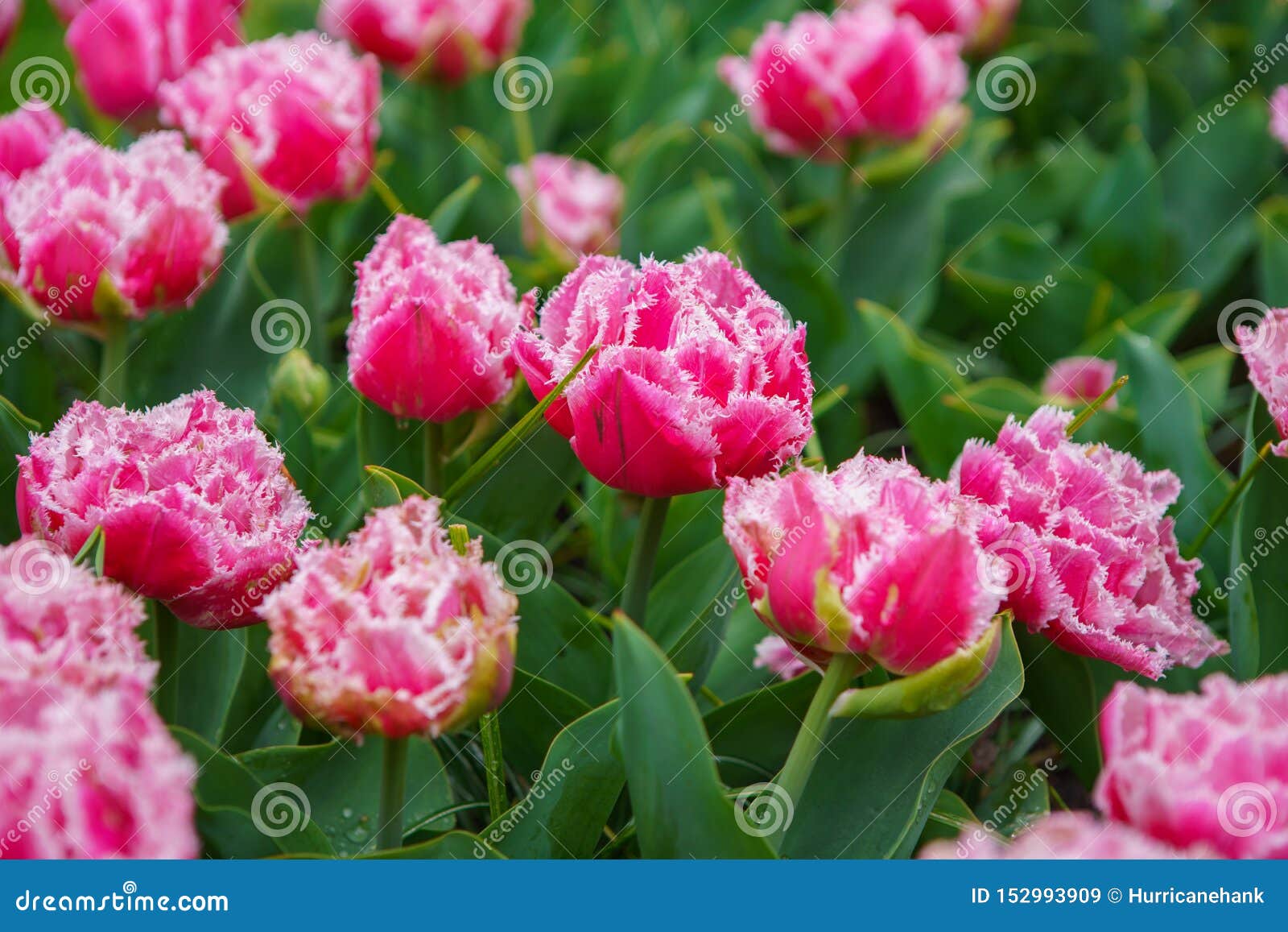 Flores Exóticas Hermosas Del Tulipán Cultivadas En Jardín Holandés Imagen de archivo - Imagen de holandés, paisaje: 152993909 Flores Exóticas Hermosas Del Tulipán Cultivadas En Jardín Holandés Imagen de archivo - Imagen de holandés, paisaje: 152993909
