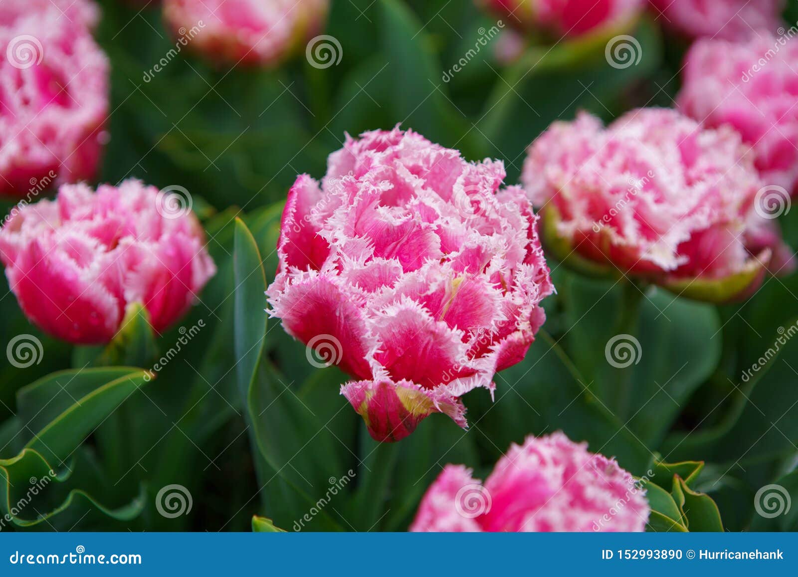Flores Exóticas Hermosas Del Tulipán Cultivadas En Jardín Holandés Foto de archivo - Imagen de rojo, verde: 152993890 Flores Exóticas Hermosas Del Tulipán Cultivadas En Jardín Holandés Foto de archivo - Imagen de rojo, verde: 152993890