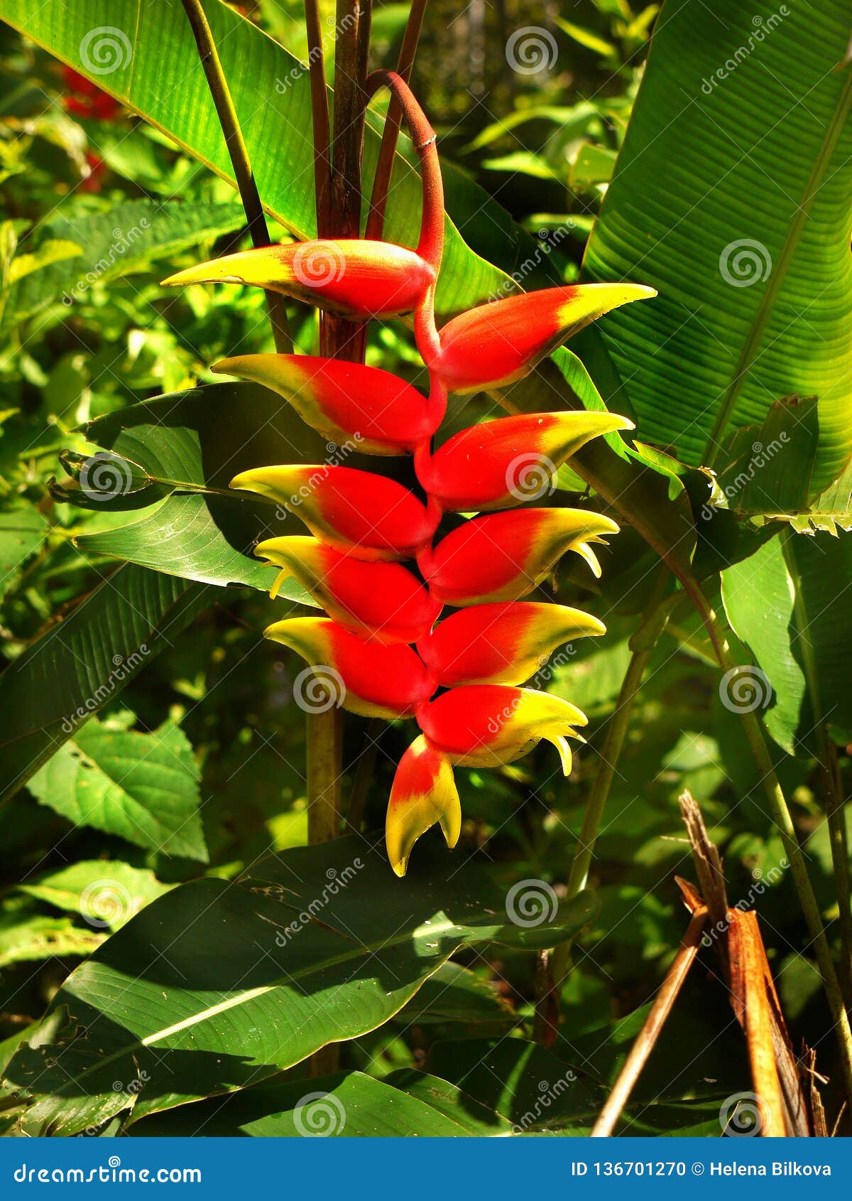 Flores Exóticas, Plantas Tropicais Foto de Stock - Imagem de flores,  tropical: 136701270