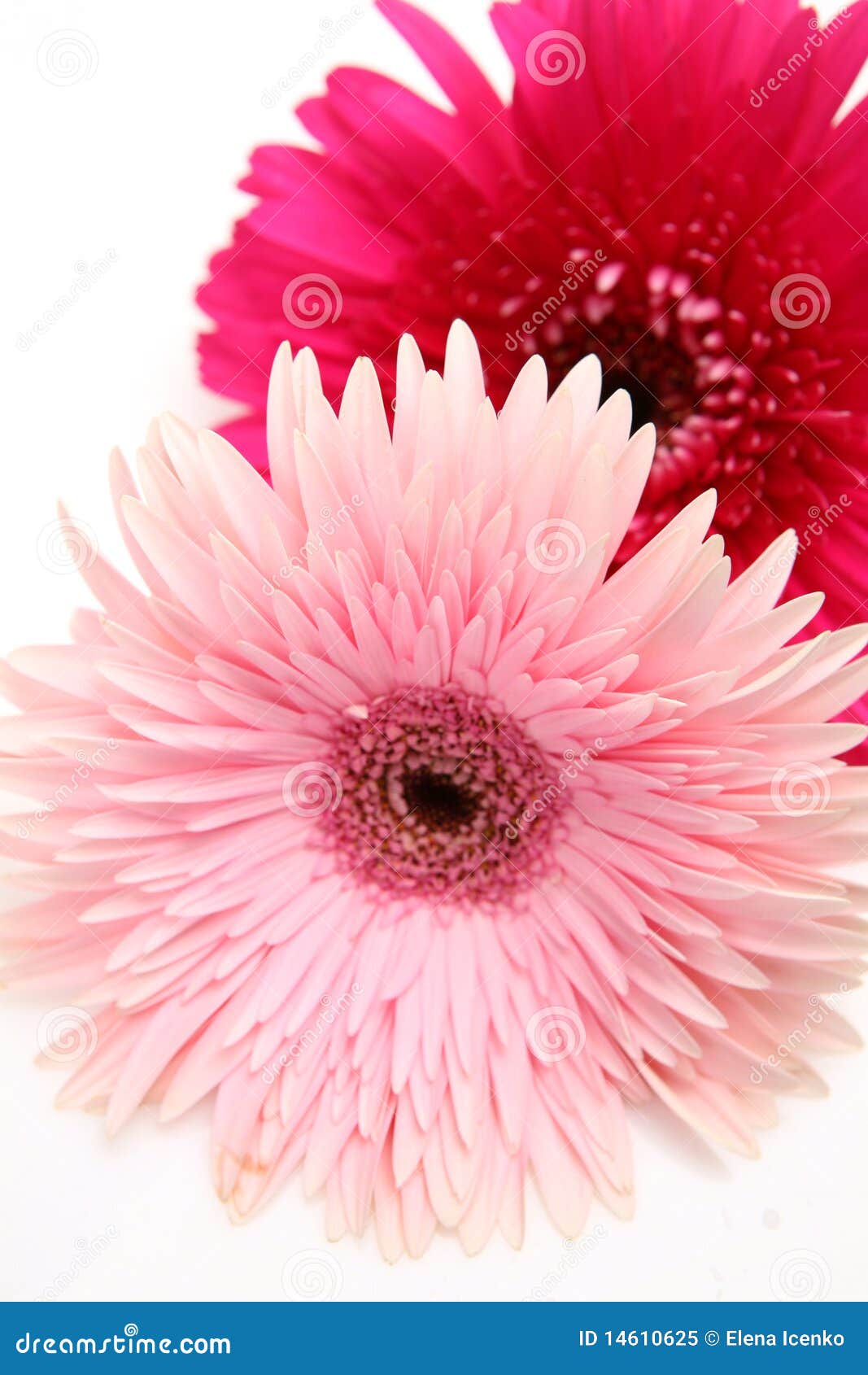 Flores finas imagen de archivo. Imagen de blanco, dulzura - 14610625