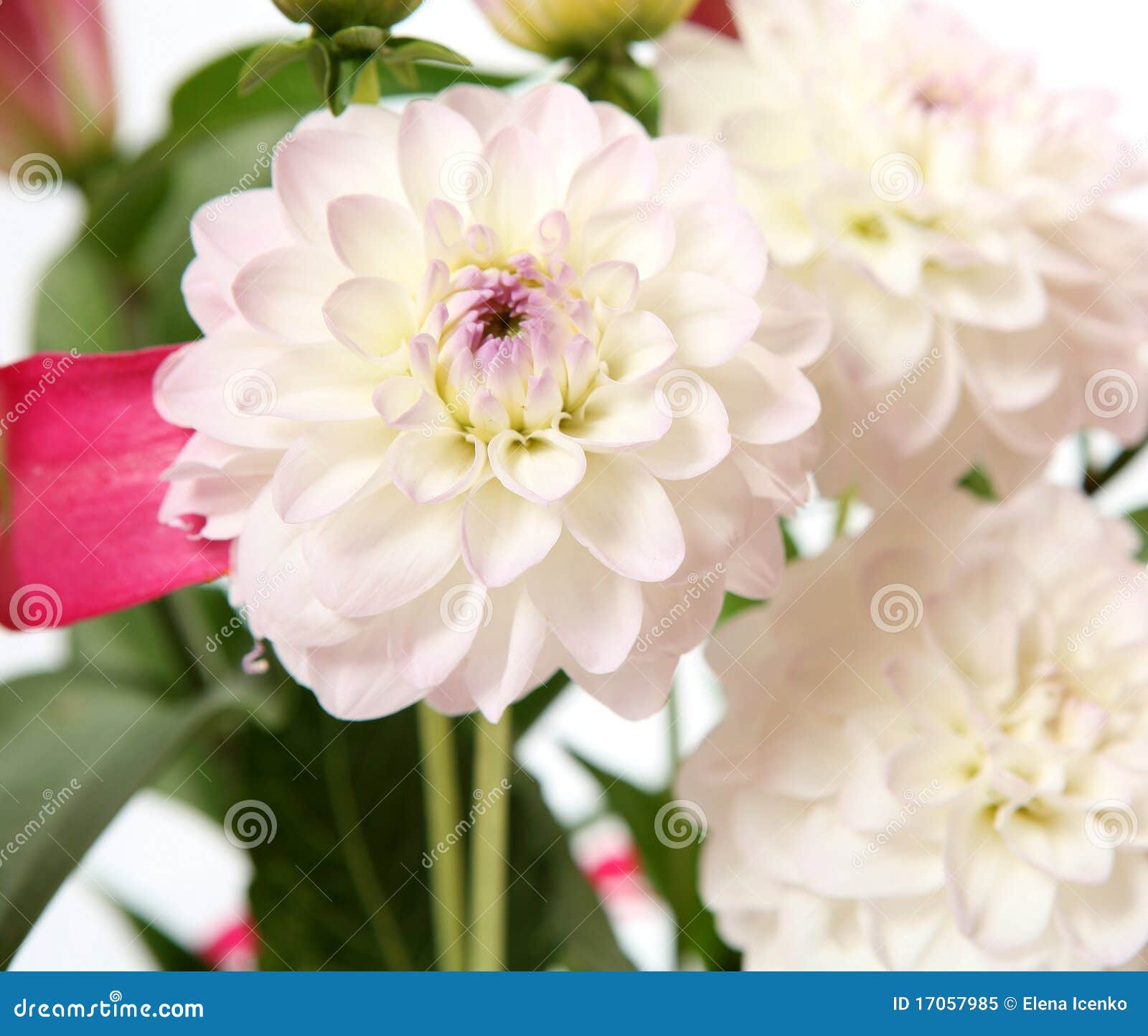 Flores finas imagen de archivo. Imagen de dulzura, blanco - 17057985