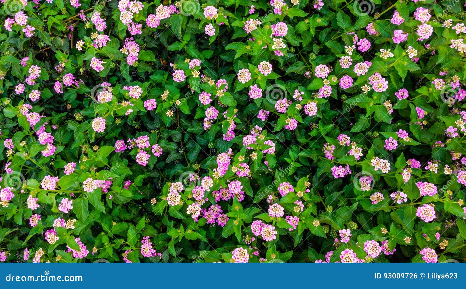 Flores Florecientes Del Rosa Y Violetas Pequeñas Foto de archivo - Imagen de parque, fondo: 93009726 Flores Florecientes Del Rosa Y Violetas Pequeñas Foto de archivo - Imagen de parque, fondo: 93009726