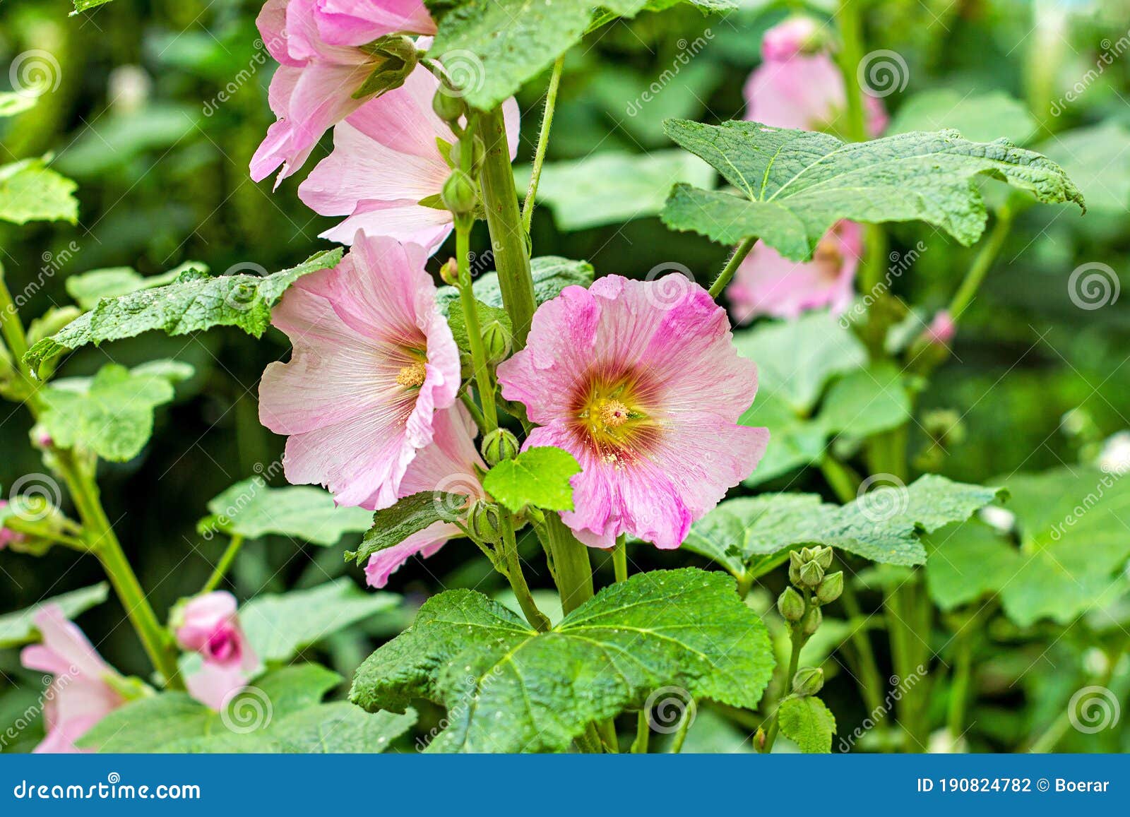 Flores Frescas De Malva Rosa Grande Sobre Fondo De Hojas Verdes En El  Jardín En Verano. Foto de archivo - Imagen de grande, fresco: 190824782