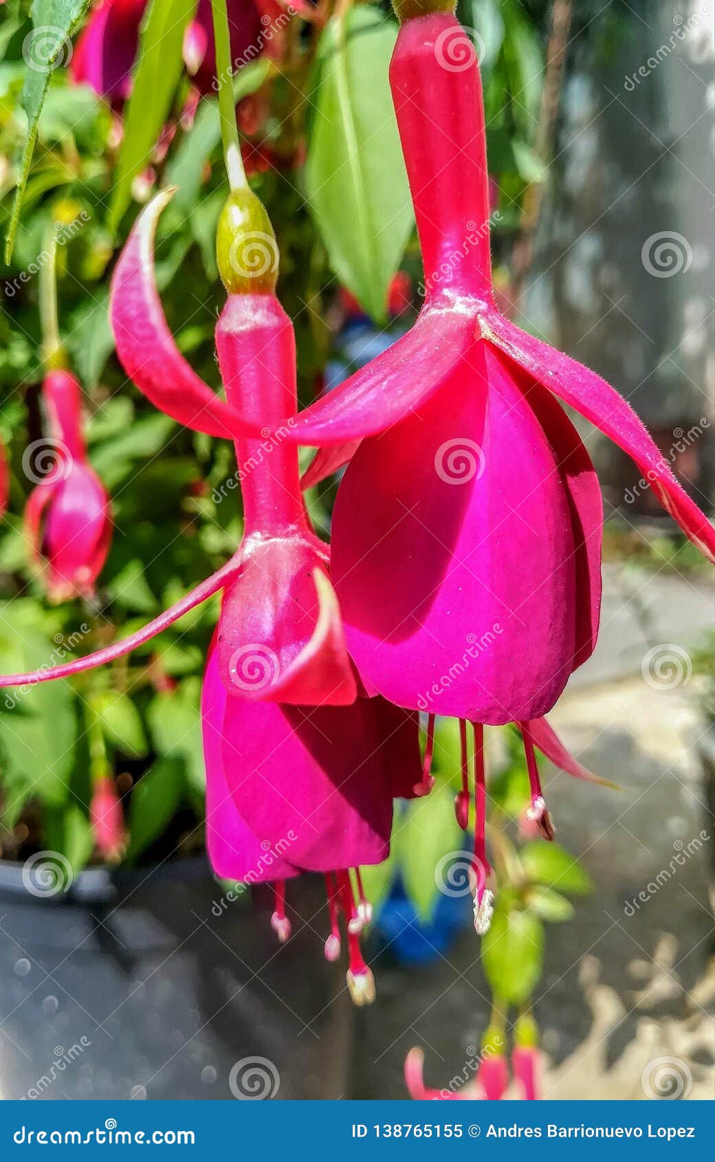 Flores Fucsias Espectaculares Que Crecen Dar Al Revés En Un Jardín De  Rumania Imagen de archivo - Imagen de color, flor: 138765155