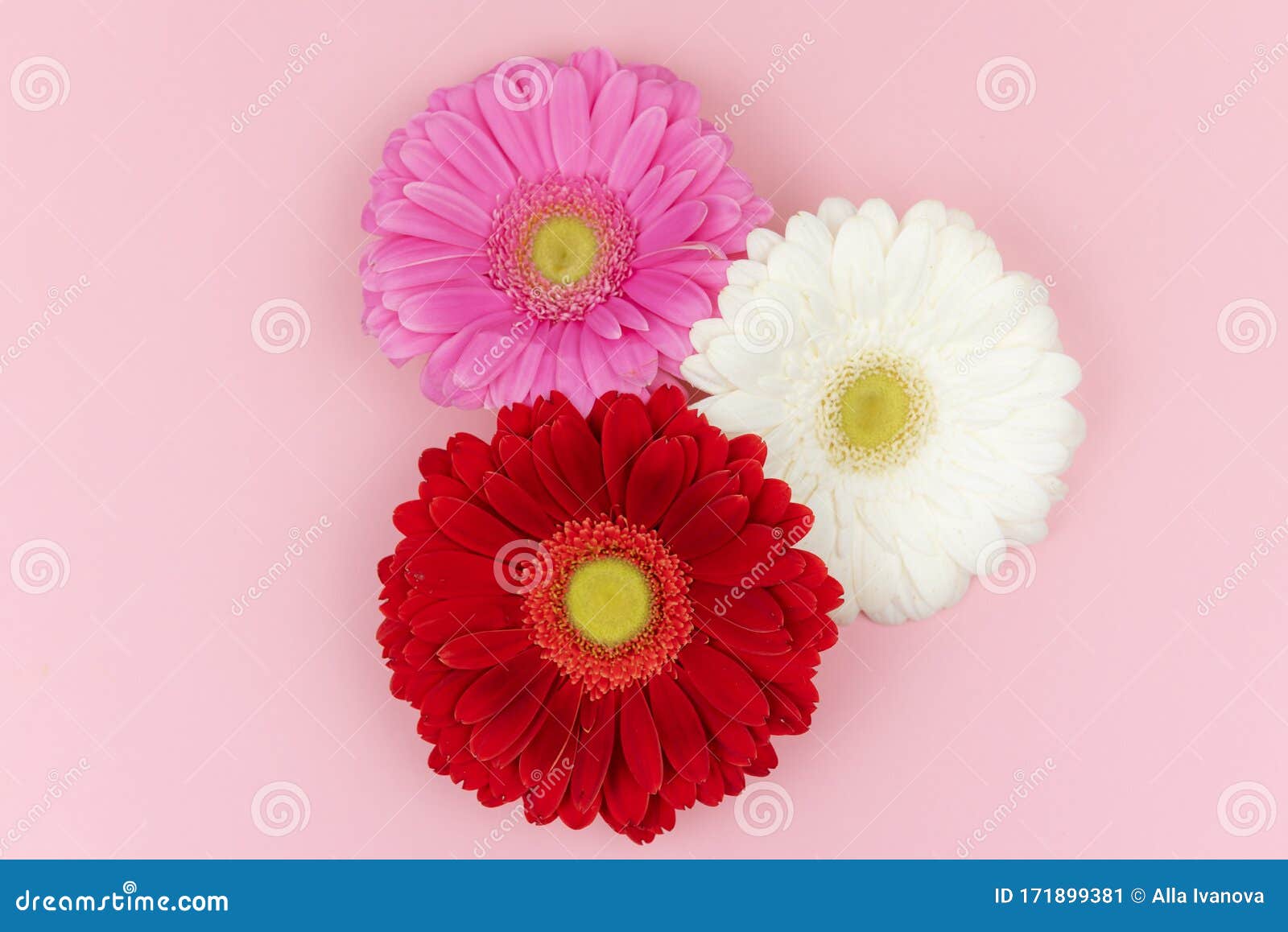 Flores Gerberas Rojas, Rosas Y Blancas En Un Fondo Rosa Pastel Tarjeta De  Saludo De Primavera O Verano Día De San Valentín Imagen de archivo - Imagen  de endecha, marzo: 171899381