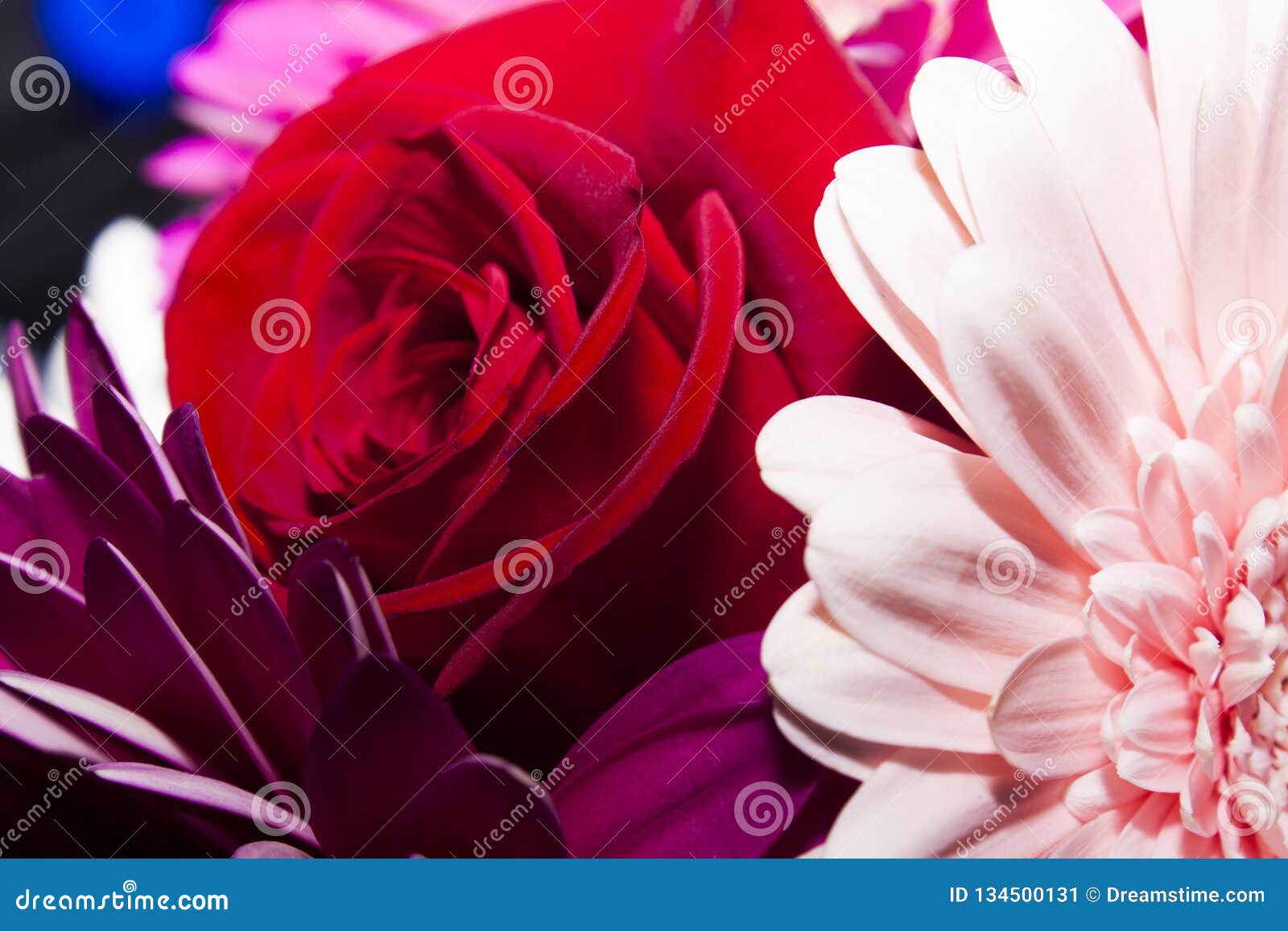 Flores Hermosas Brillantes De Rosas Y De Margaritas Imagen de archivo -  Imagen de margaritas, hermoso: 134500131