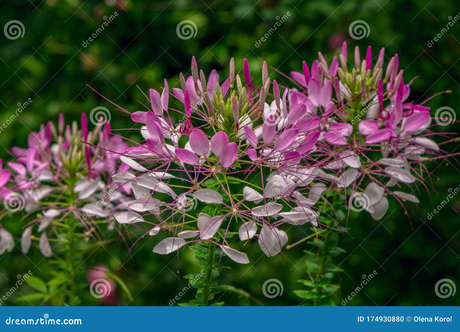 Flores Hermosas Flores De Color Rosa Celeste O Flores De Araña Foto de  archivo - Imagen de hierba, crecimiento: 174930880