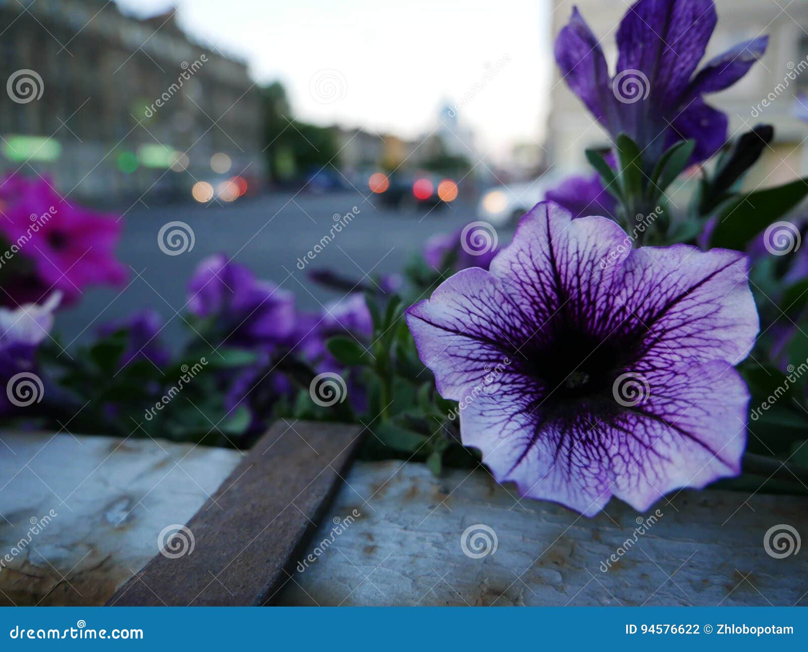 Flores Hermosas De La Begonia En Ciudad Foto de archivo - Imagen de  colorido, hermoso: 94576622