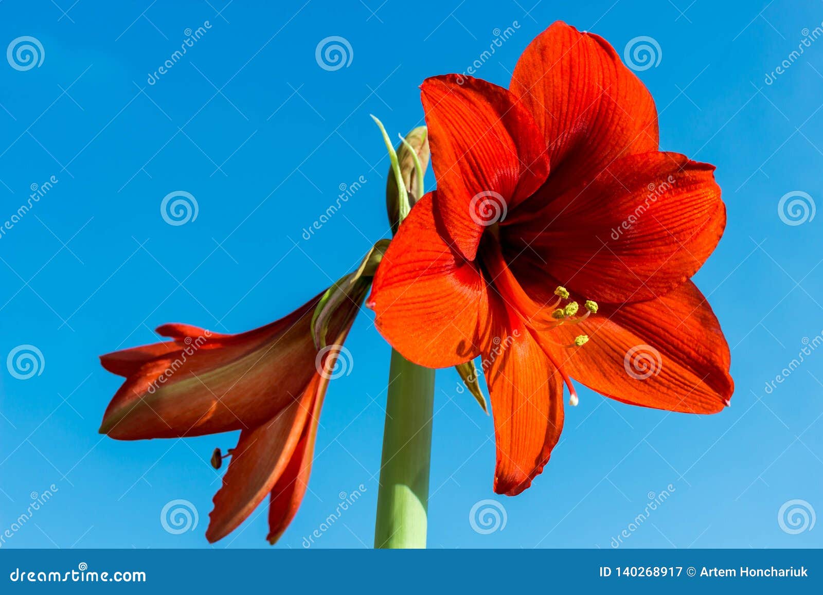 Flores Hermosas De La Planta Con Bulbo Hippeastrum Flores Rojas Contra El  Fondo Del Cielo Azul Hippeastrum Aislado Imagen de archivo - Imagen de  regalo, fresco: 140268917