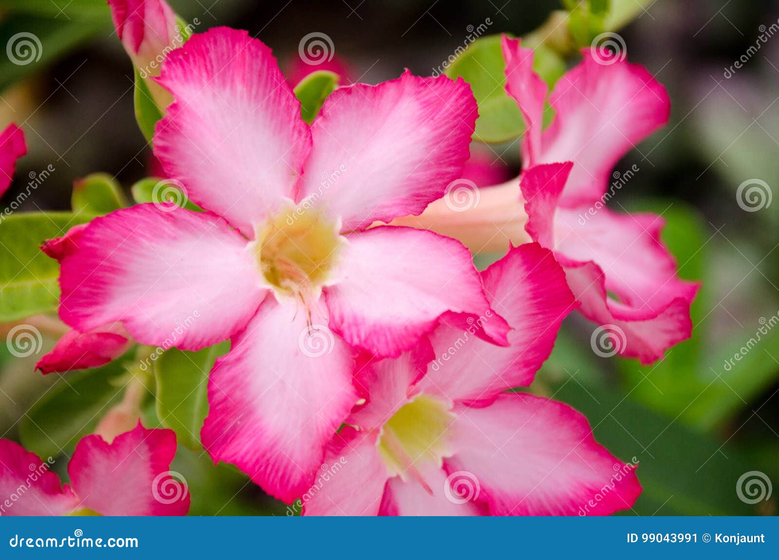 Flores Hermosas De La Rosa Del Desierto En El Jardin Color Rosado En El T Imagen De Archivo Imagen De Hermosas Desierto 99043991