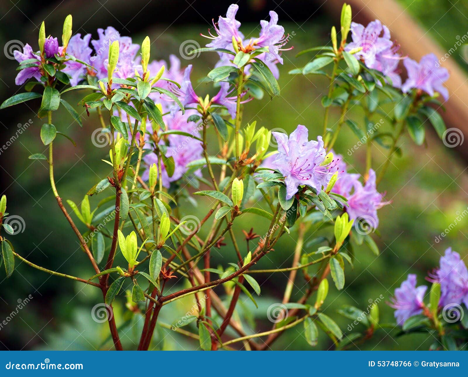 Flores Hermosas De La Violeta De La Azalea Foto de archivo - Imagen de  ambiente, fragante: 53748766