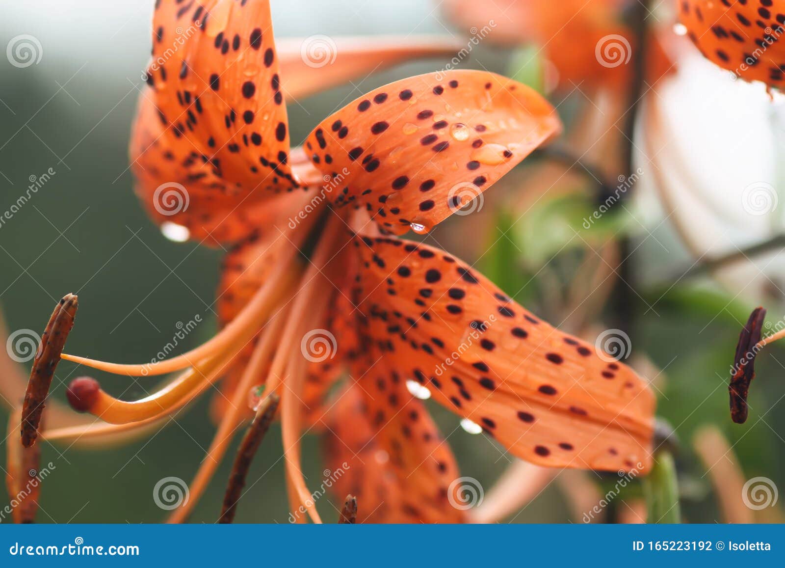 Flores Hermosas De Lirio Tigre Cerca Foto de archivo - Imagen de floral,  amor: 165223192