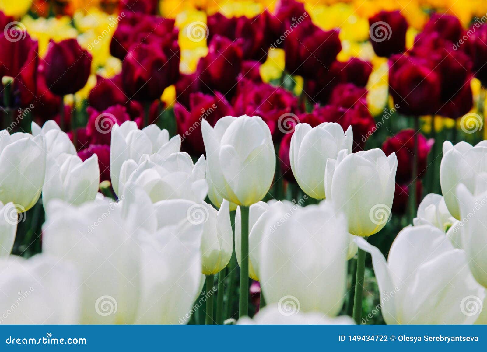 Flores Hermosas De Los Tulipanes Que Florecen En El Jardín Foto de archivo  - Imagen de campo, brillante: 149434722