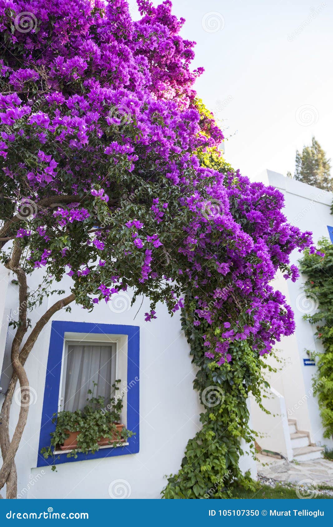 Flores Hermosas En Casa De Verano Foto de archivo - Imagen de hermoso, hierba: 105107350 Flores Hermosas En Casa De Verano Foto de archivo - Imagen de hermoso, hierba: 105107350