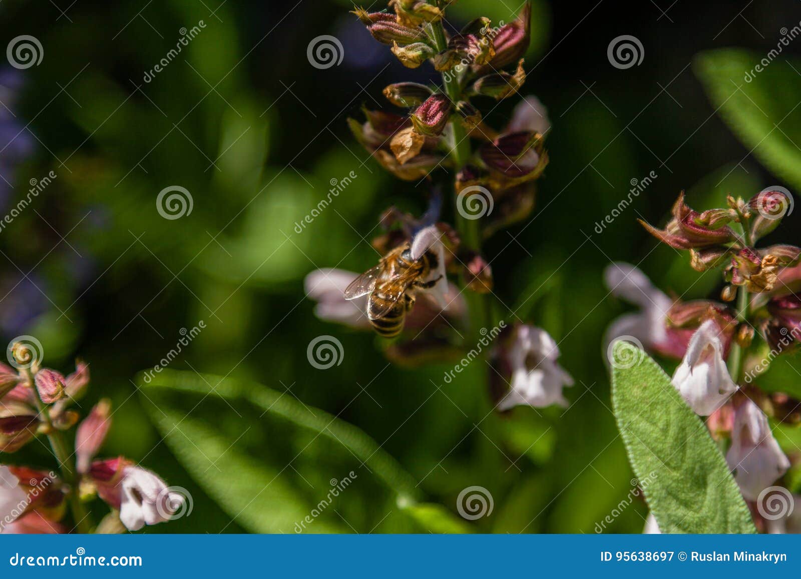 Flores hermosas en las cuales la abeja se sienta. Flores hermosas en las cuales la abeja sienta el primer