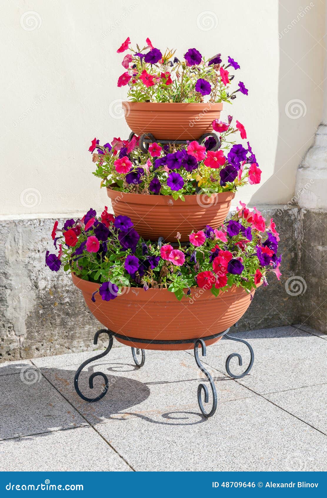 Flores Hermosas En Maceta Grande En Día Soleado Foto de archivo - Imagen de rosa, decorativo: 48709646 Flores Hermosas En Maceta Grande En Día Soleado Foto de archivo - Imagen de rosa, decorativo: 48709646