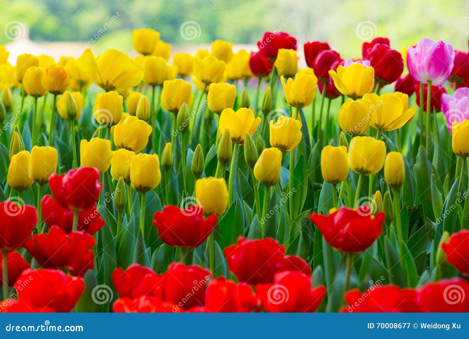 Flores Hermosas, Flores Coloridas, Tulipanes Hermosos Imagen de archivo -  Imagen de pétalo, multicolor: 70008677
