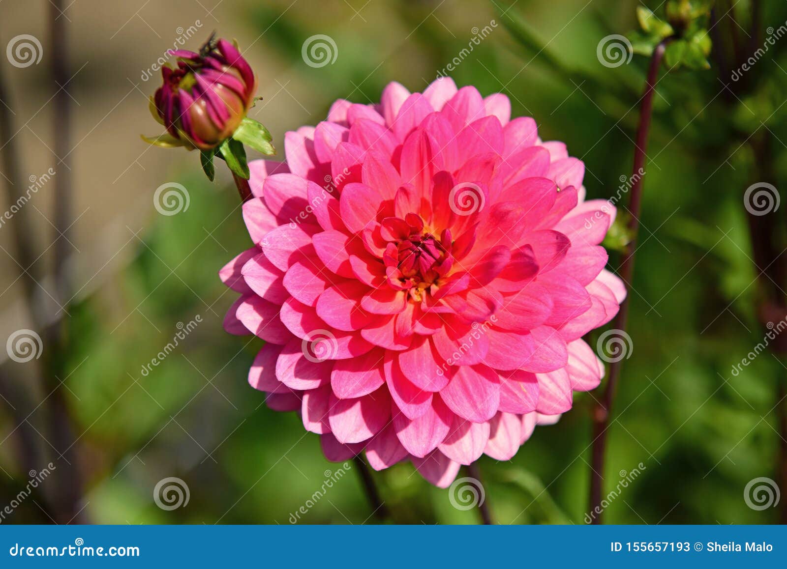 Flores Holandesas De La Dalia En La Floración Imagen de archivo - Imagen de  adentro, dalias: 155657193