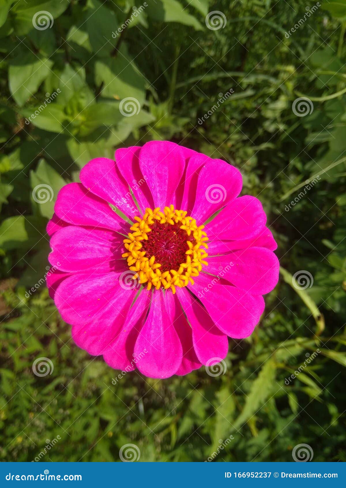 Flores Indianas Com Beleza Natural E Lindas Flores Em Gujarat Imagem de  Stock - Imagem de verde, mundo: 166952237