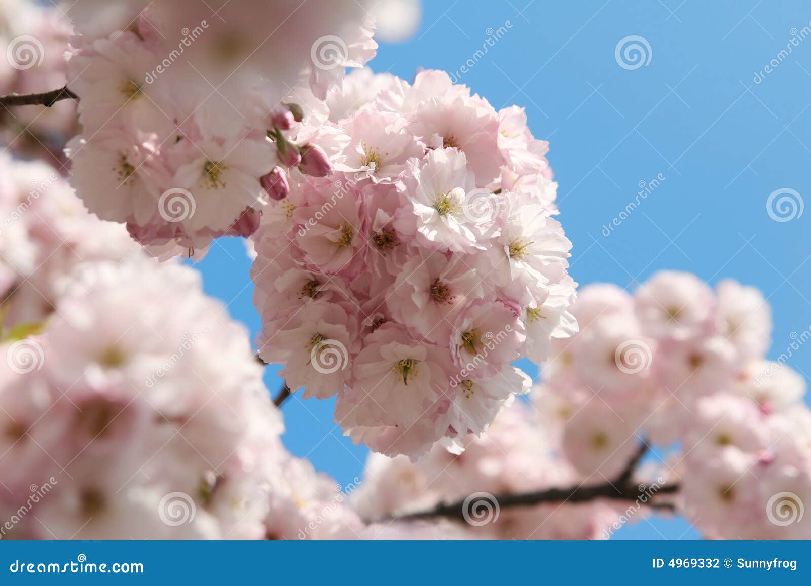 Flores Japonesas De La Guinda Foto de archivo - Imagen de hermoso,  travieso: 4969332