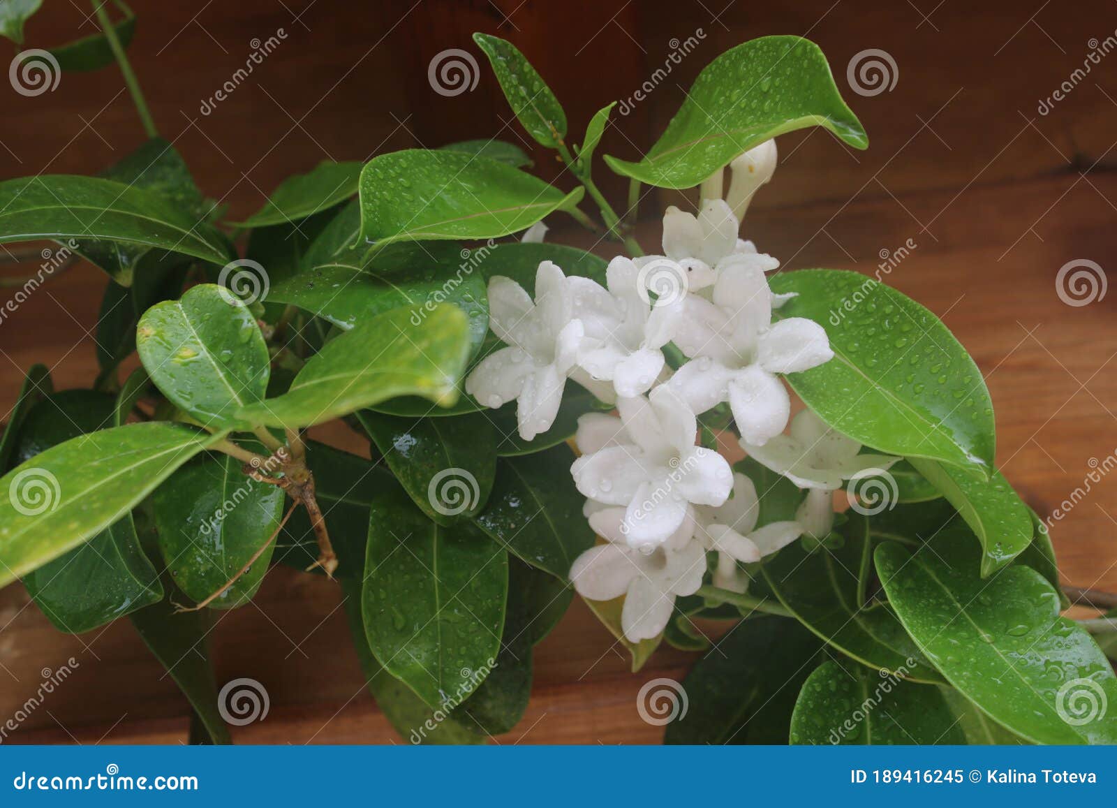 Flores Jazmín Cubiertas De Gotas De Lluvia Imagen de archivo - Imagen de  frutas, arte: 189416245