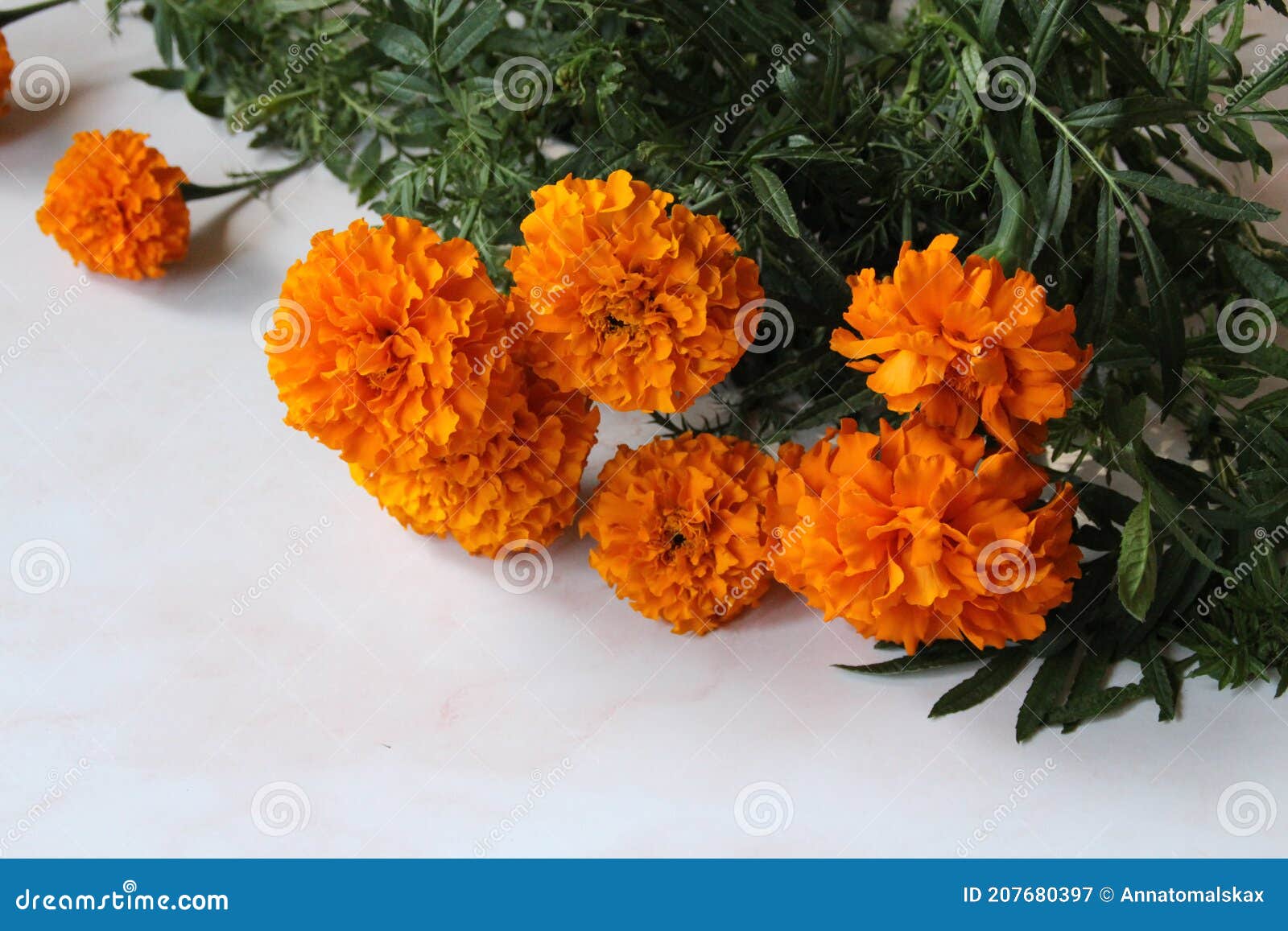 Flores Laranja Maravilhosas Flores Cheirosas Com Pétalas Velozes Imagem de  Stock - Imagem de coma, cores: 207680397