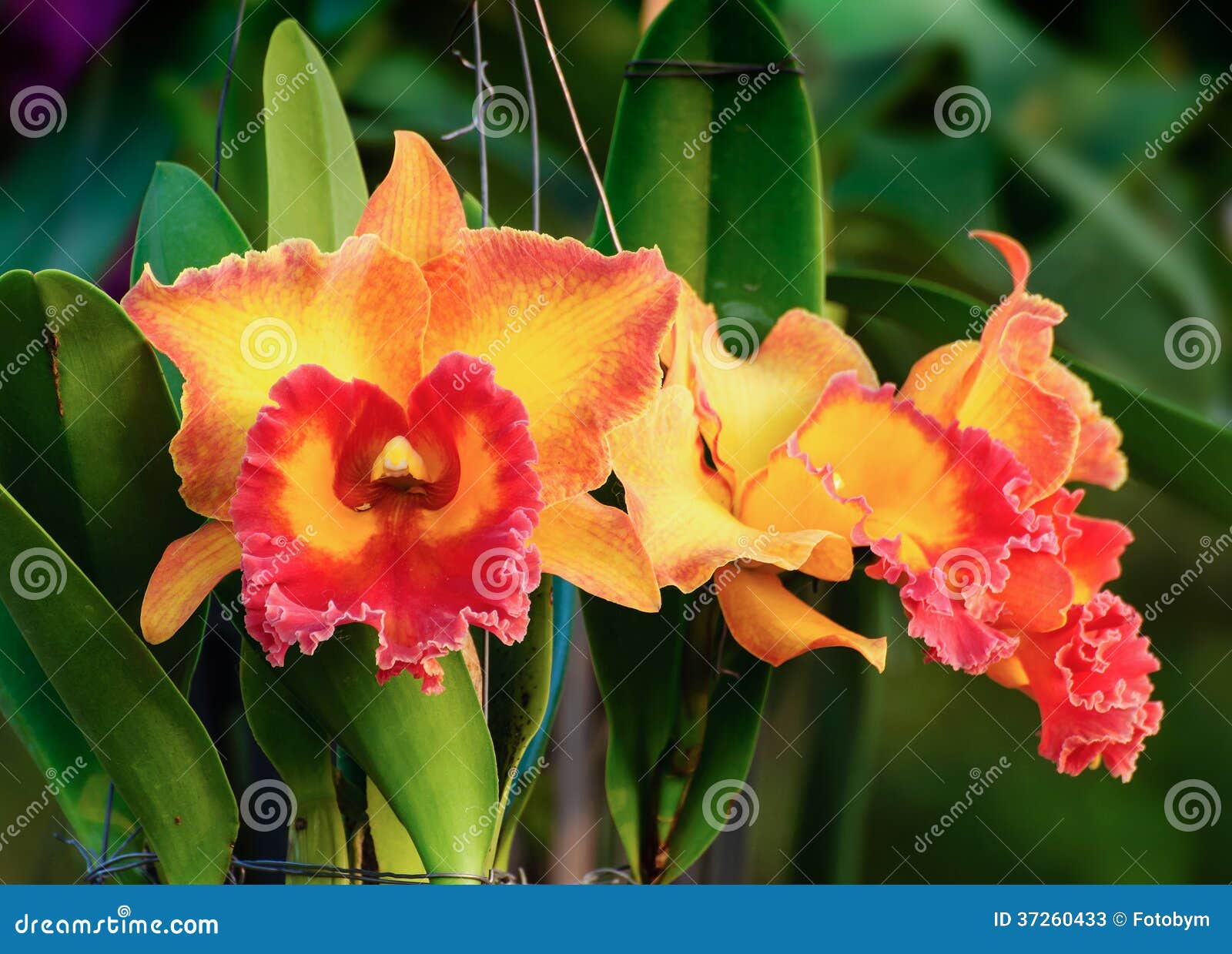 Flores Laranja-vermelhos Da Orquídea - Cattleya Imagem de Stock - Imagem de  jardim, elegante: 37260433