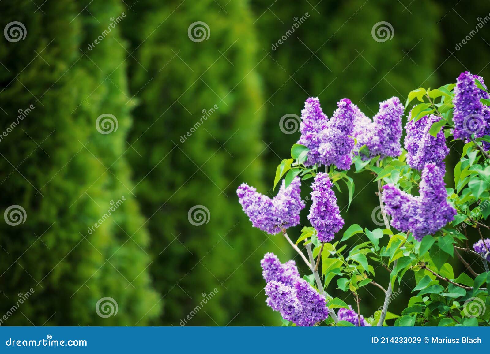 Flores lilas en el jardín imagen de archivo. Imagen de resorte - 214233029