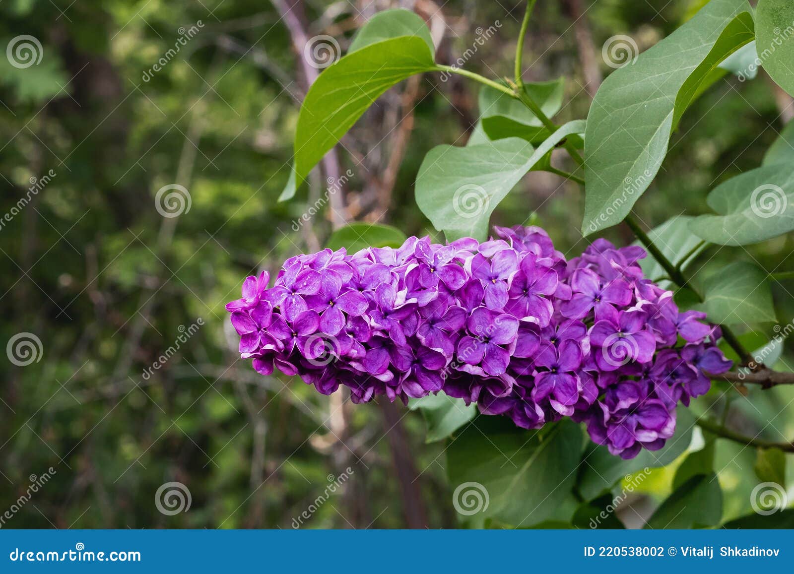 Flores De Lila En Un árbol En El Jardín. Foto de archivo - Imagen de  borroso, macro: 220538002
