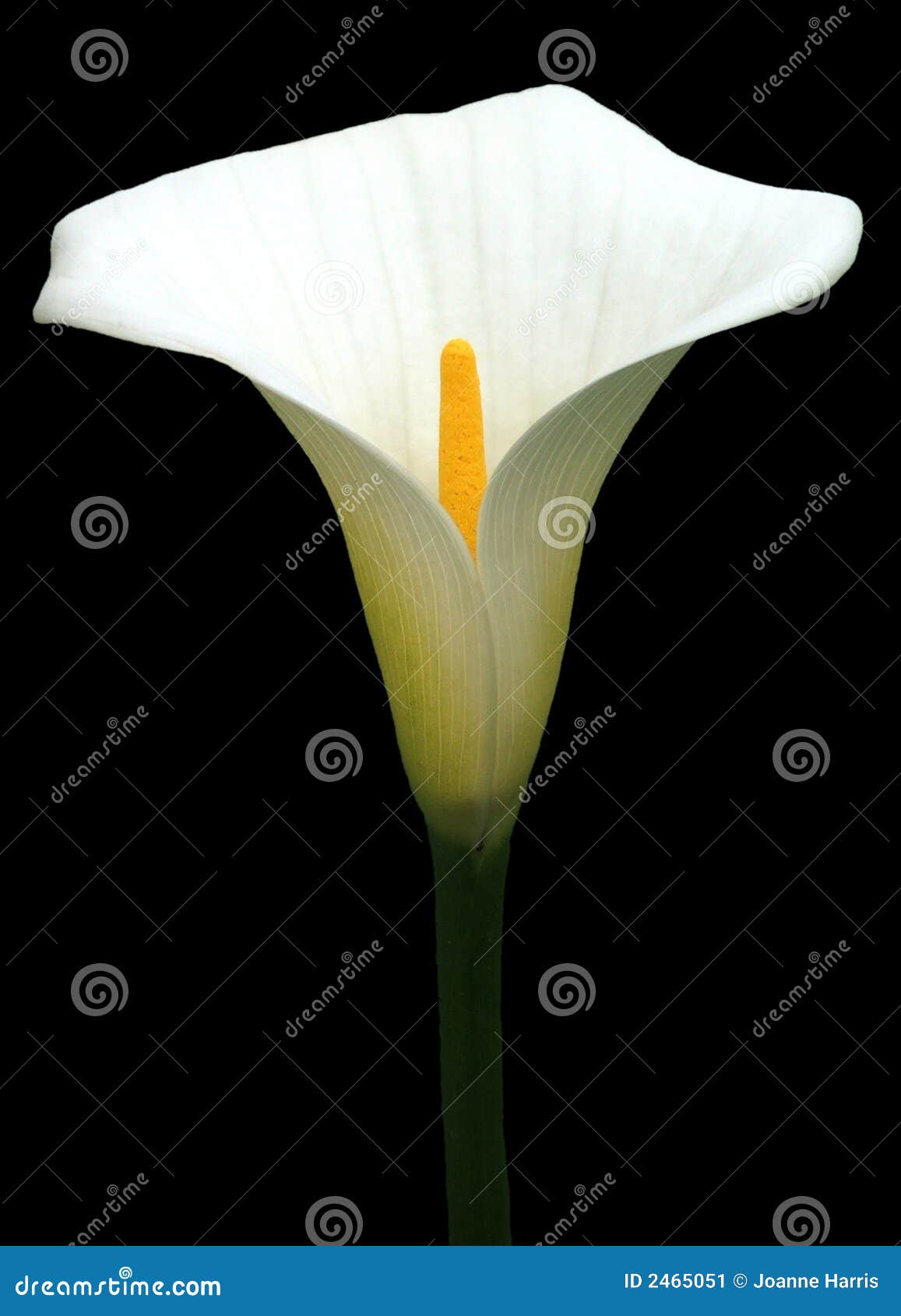 Flores - lirio de Arum imagen de archivo. Imagen de amarillo - 2465051 Flores - lirio de Arum imagen de archivo. Imagen de amarillo - 2465051