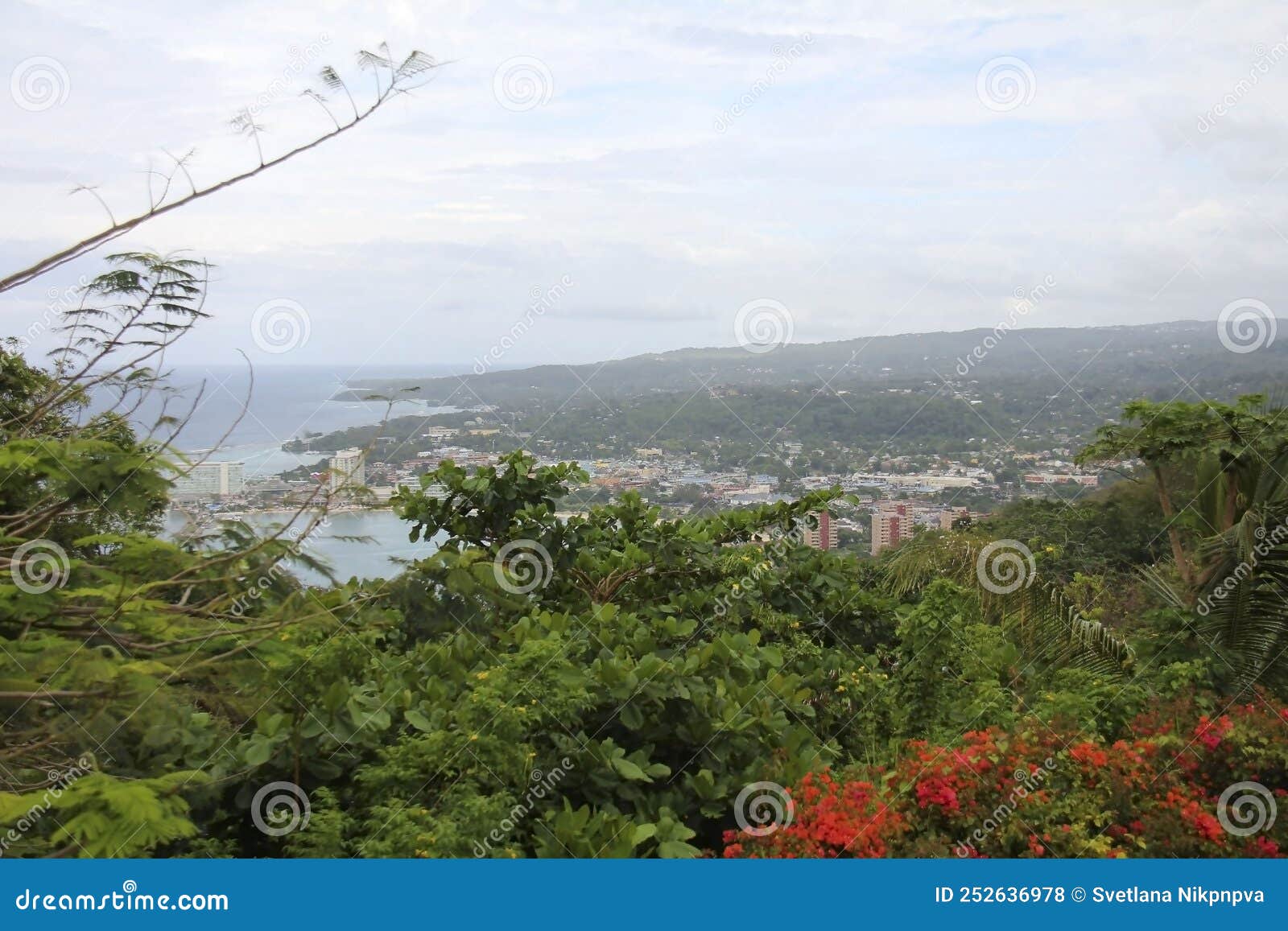 Flores Místicas De Montaña Jamaica Y Maravillosas Vistas De Ocho Rios Foto de archivo - Imagen de objeto, color: 252636978 Flores Místicas De Montaña Jamaica Y Maravillosas Vistas De Ocho Rios Foto de archivo - Imagen de objeto, color: 252636978
