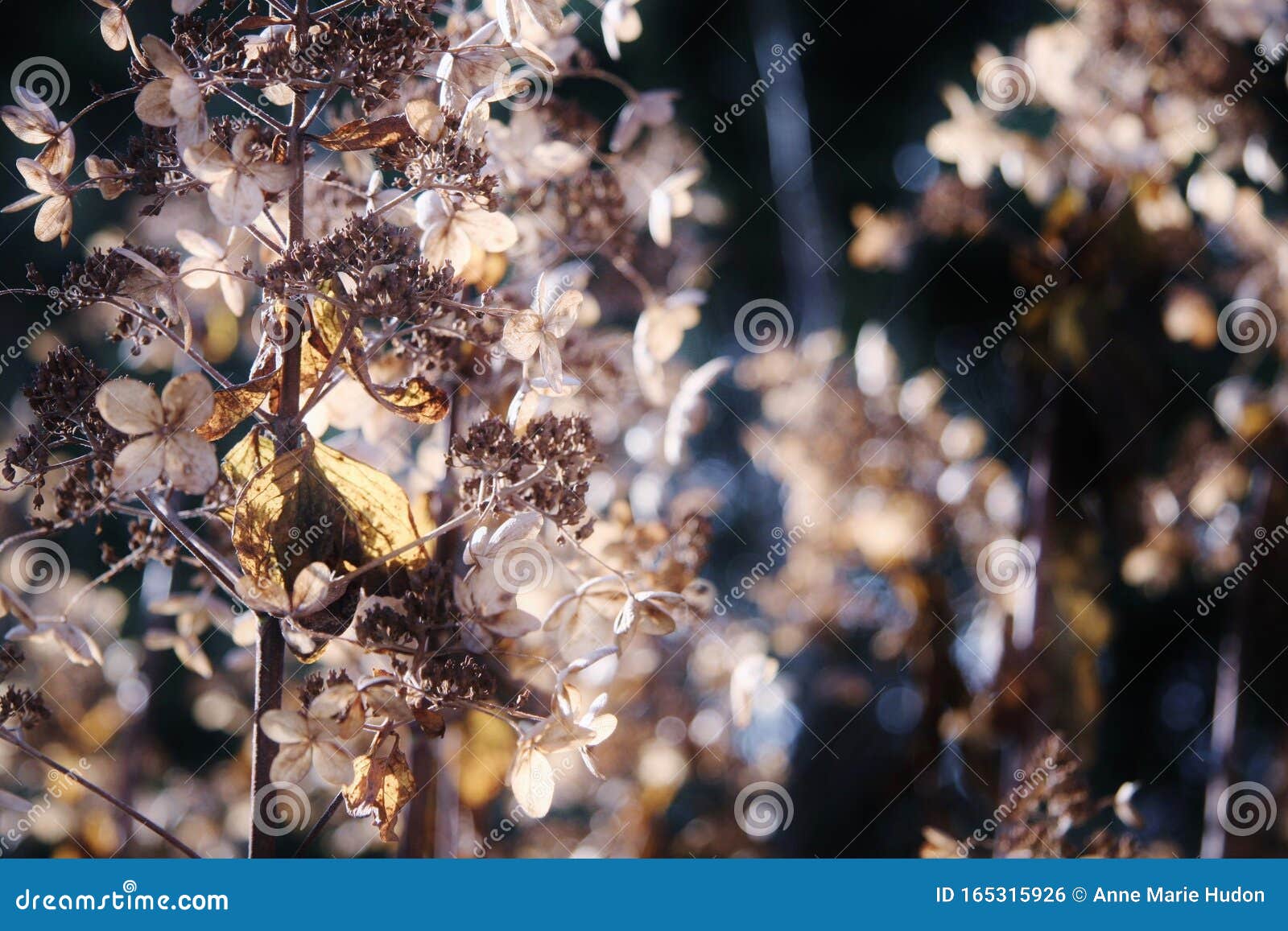 Flores Místicas Mágicas Bellas Naturaleza Suave Luz Solar Suave Foto de archivo - Imagen de hermoso, flores: 165315926 Flores Místicas Mágicas Bellas Naturaleza Suave Luz Solar Suave Foto de archivo - Imagen de hermoso, flores: 165315926