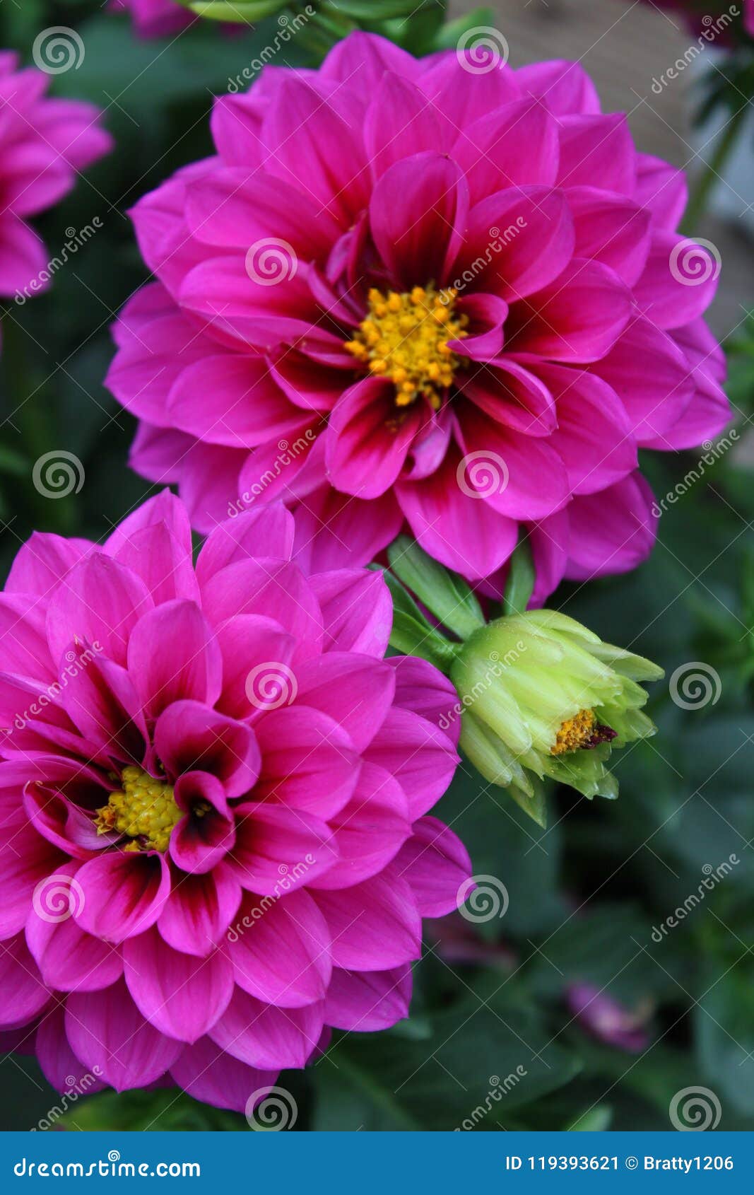 Flores Magníficas De La Dalia En El Color Brillante Del Rosa En Jardín  Ajardinado Imagen de archivo - Imagen de grande, dalias: 119393621