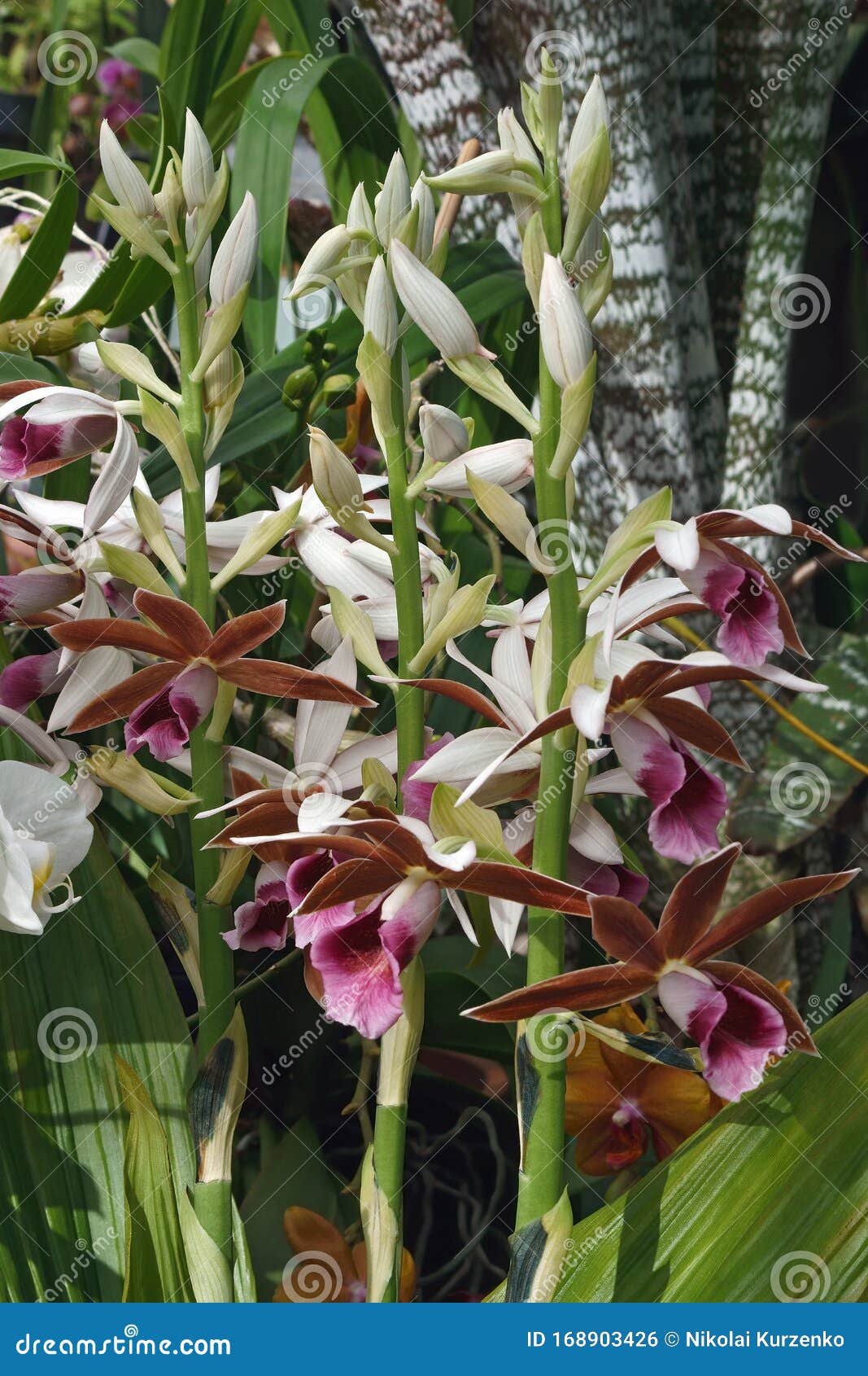 Flores Maiores De Orquídea-pântano Foto de Stock - Imagem de pântano,  vendado: 168903426