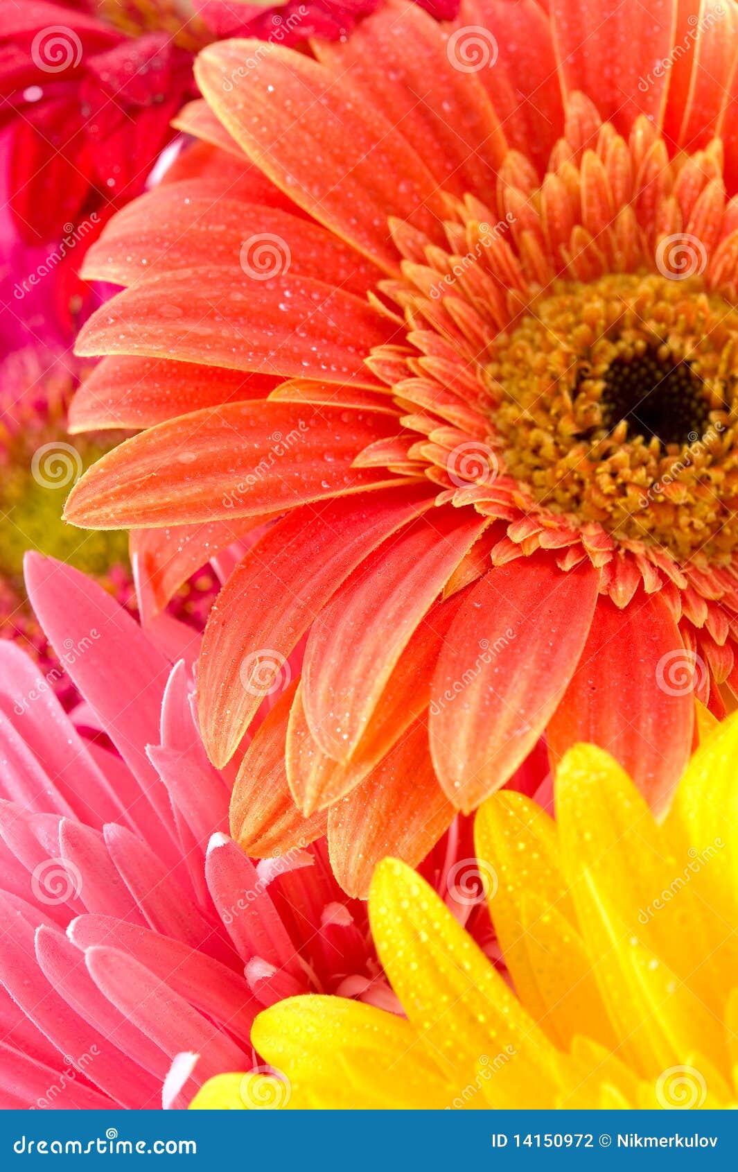Flores maravillosas foto de archivo. Imagen de verano - 14150972