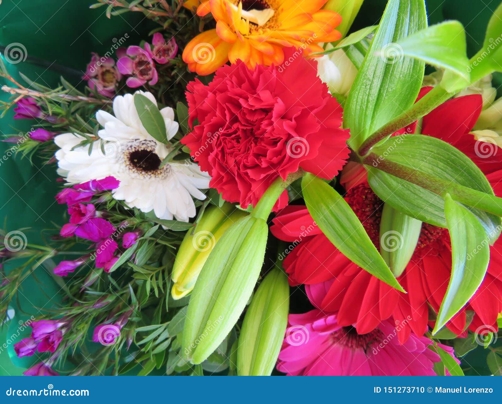 Flores Maravillosas Con Un Color Y Un Olor Tan Buenos Foto de archivo -  Imagen de feliz, planta: 151273710