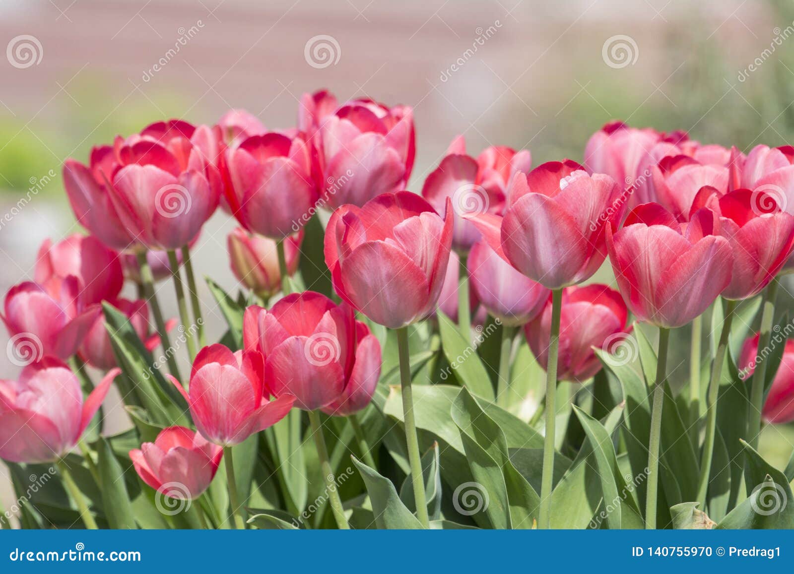 Flores Maravillosas De La Primavera Foto de archivo - Imagen de polen, olor: 140755970 Flores Maravillosas De La Primavera Foto de archivo - Imagen de polen, olor: 140755970