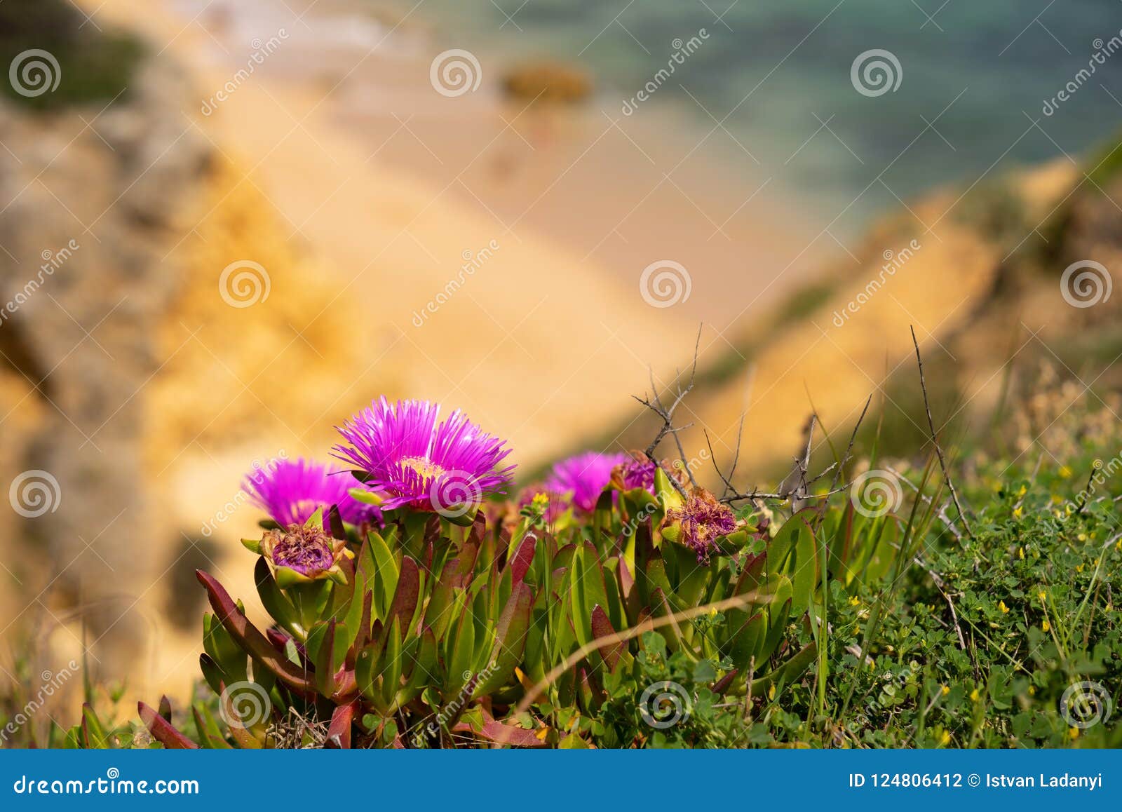 Flores Marinas Con El Océano En El Fondo Foto de archivo - Imagen de océano, arena: 124806412 Flores Marinas Con El Océano En El Fondo Foto de archivo - Imagen de océano, arena: 124806412