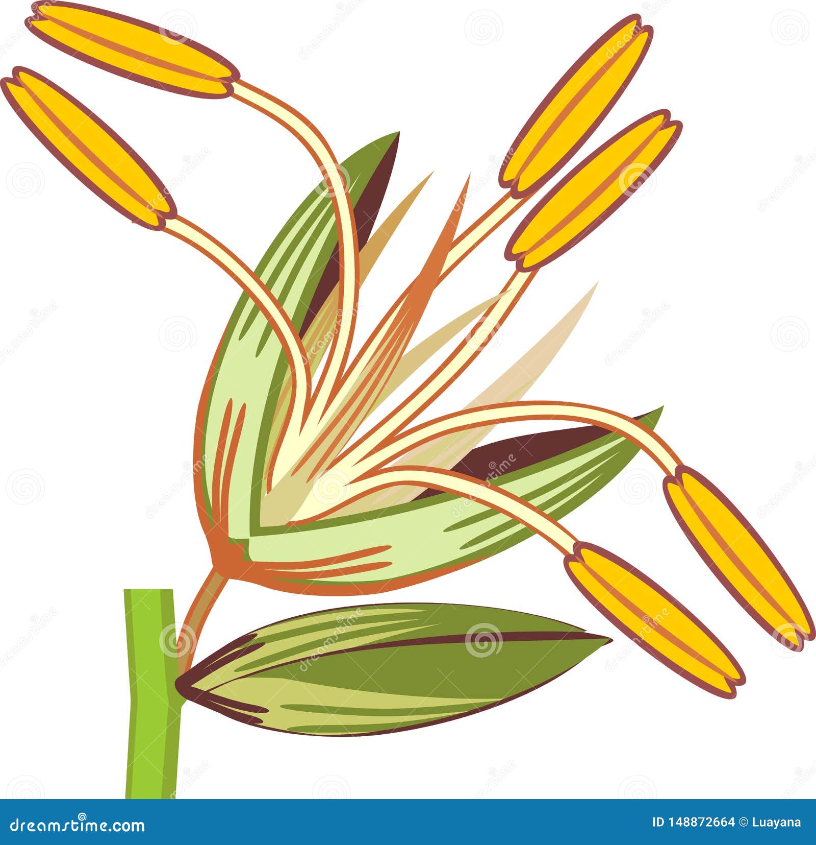 Flores masculinas de maíz ilustración del vector. Ilustración de estructura - 148872664 Flores masculinas de maíz ilustración del vector. Ilustración de estructura - 148872664