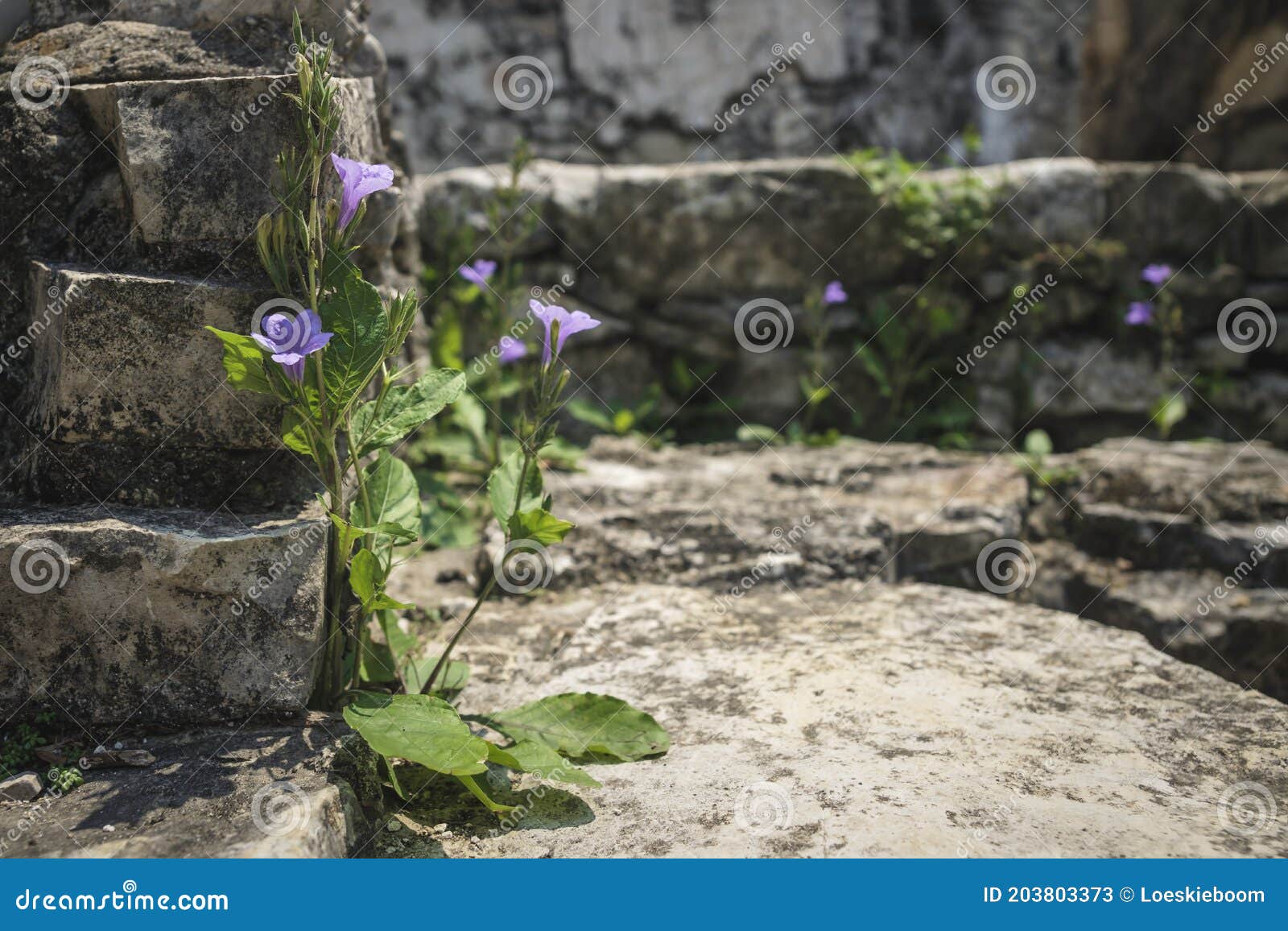 Flores Moradas Creciendo En El Templo Maya Ruina Palacio Palanque Chiapas  México Imagen de archivo - Imagen de selva, monumento: 203803373