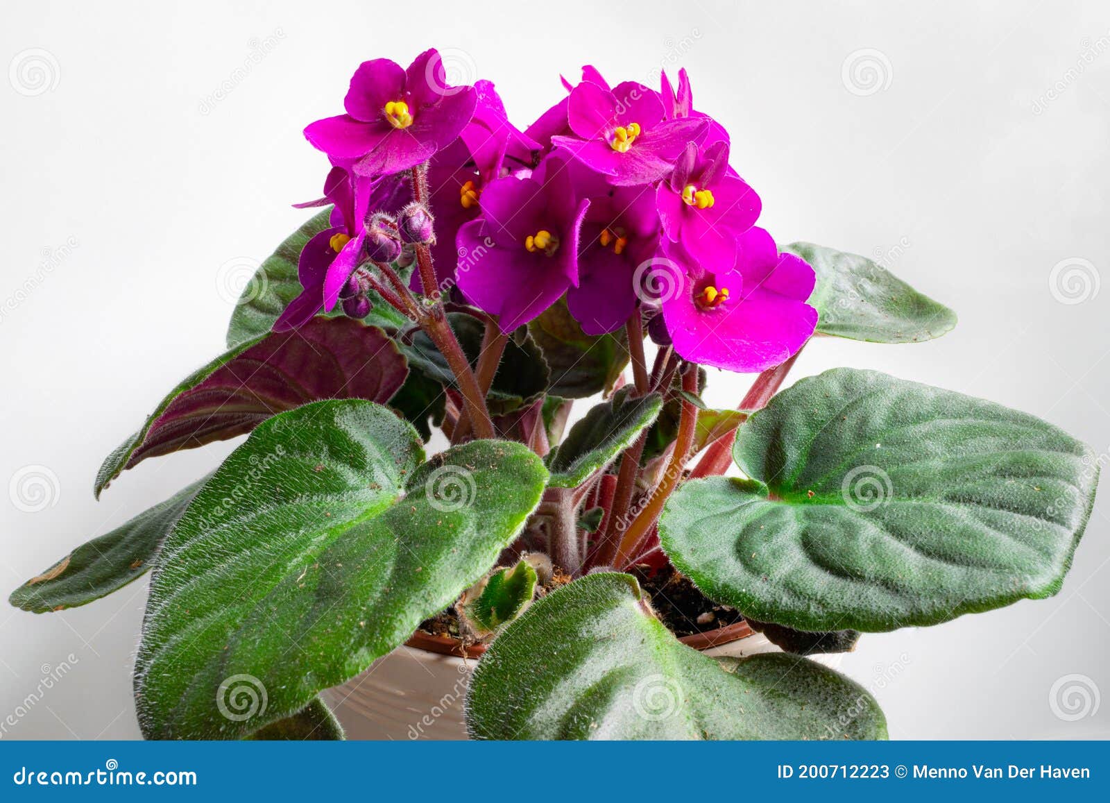 Flores Moradas De Violeta Africana Imagen de archivo - Imagen de vibrante,  brillante: 200712223